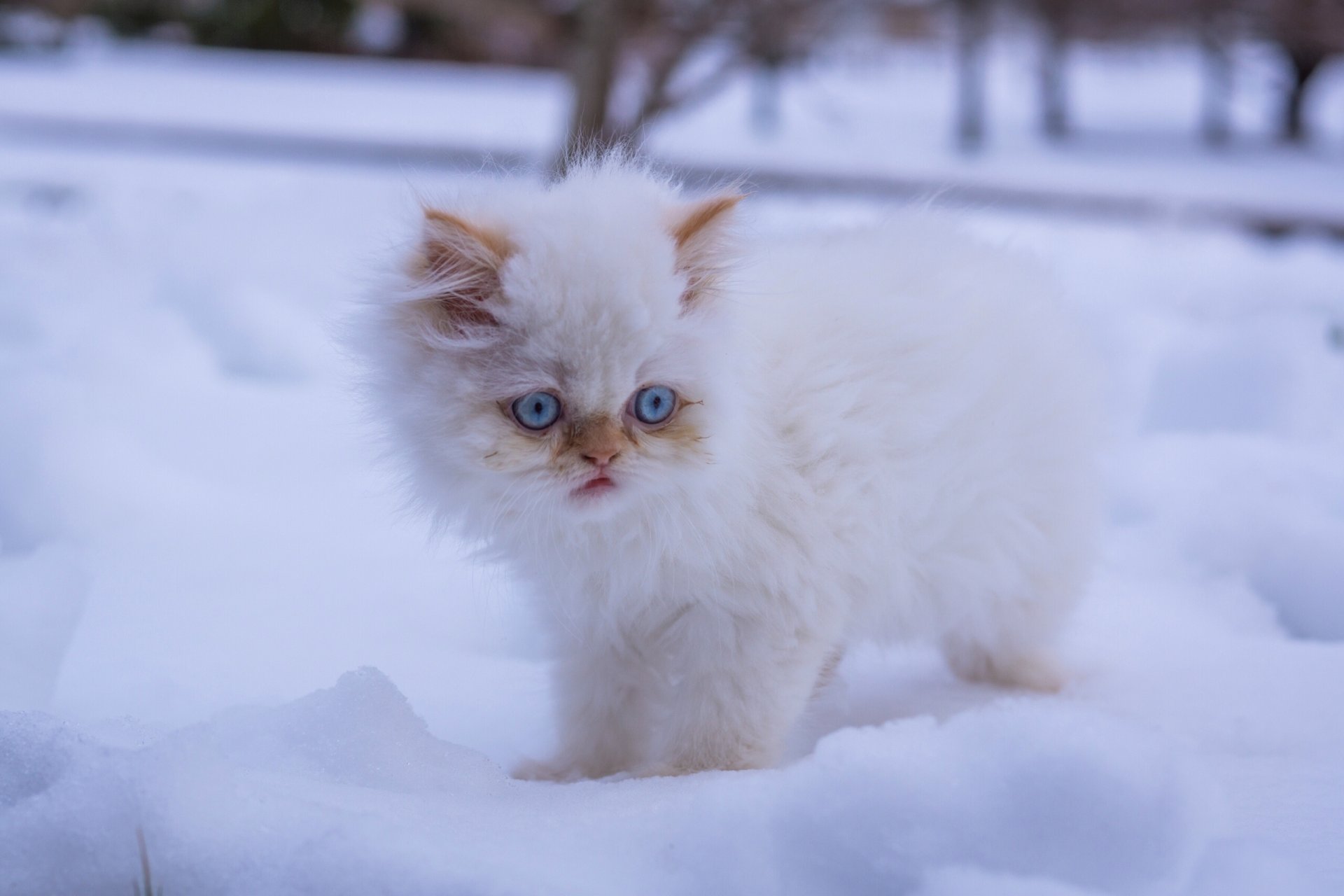 blanc moelleux yeux bleus neige hiver