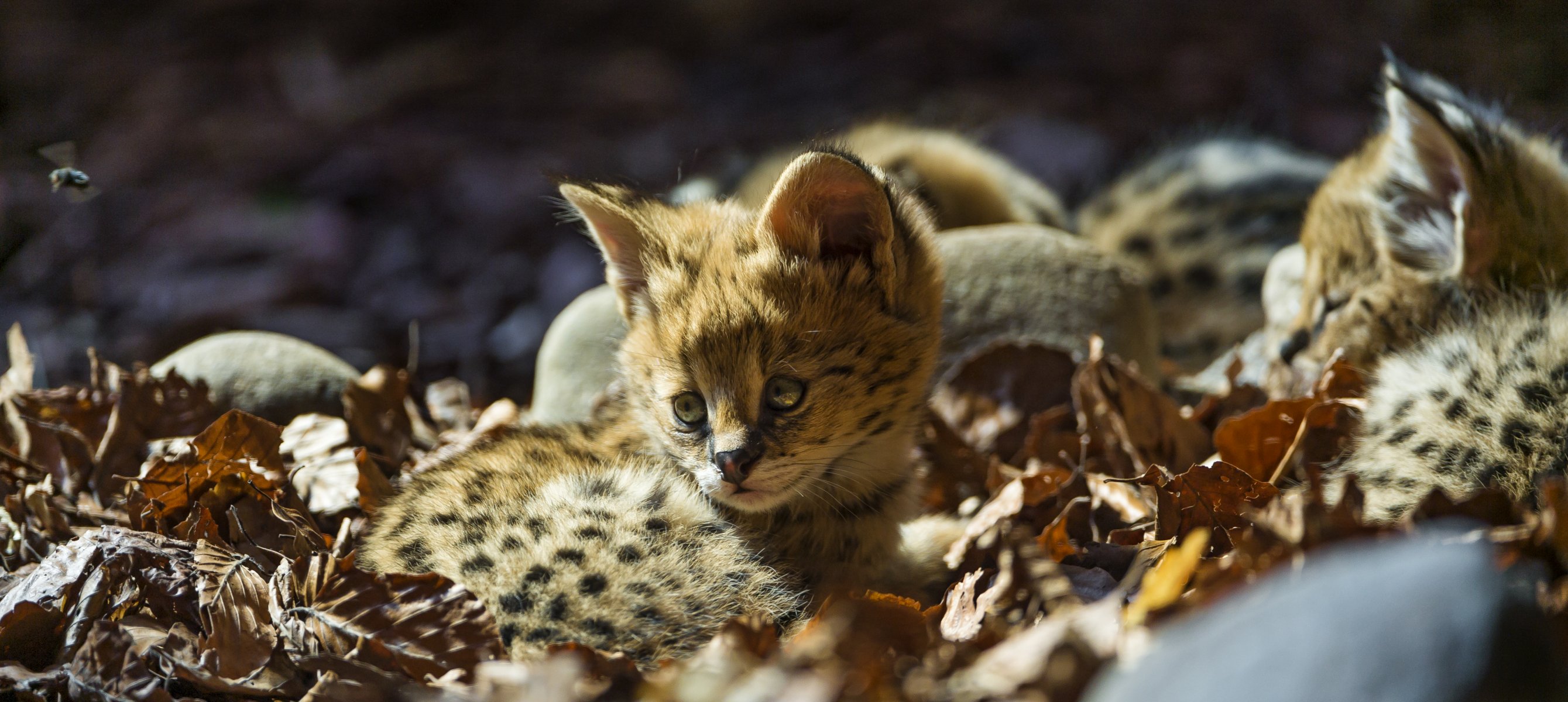 serval gatto bambino foglie ©tambako the jaguar