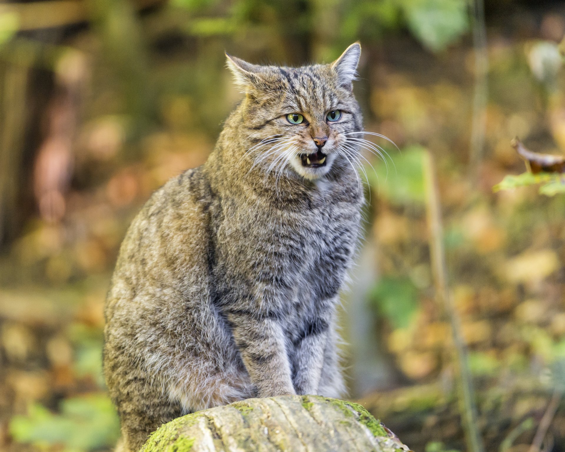 dziki kot kot leśny kot ©tambako the jaguar