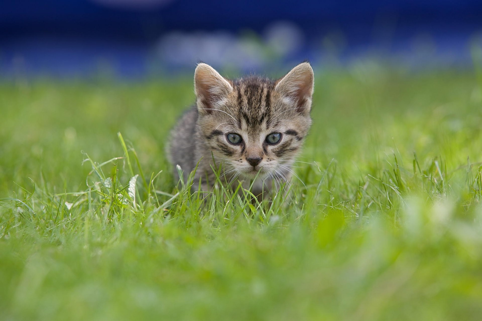 chat herbe chaton gris enfant