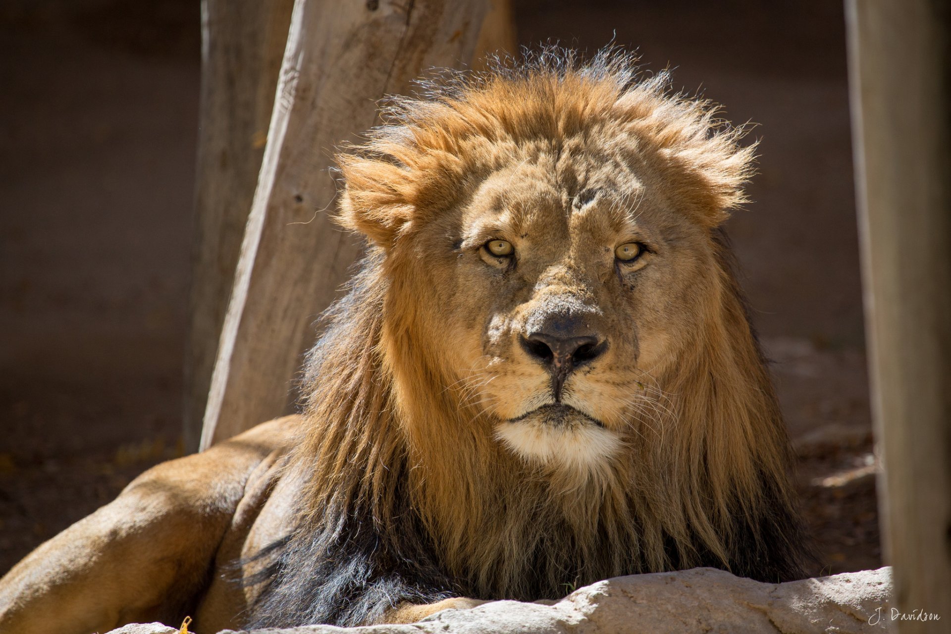 león hocico mirada descanso