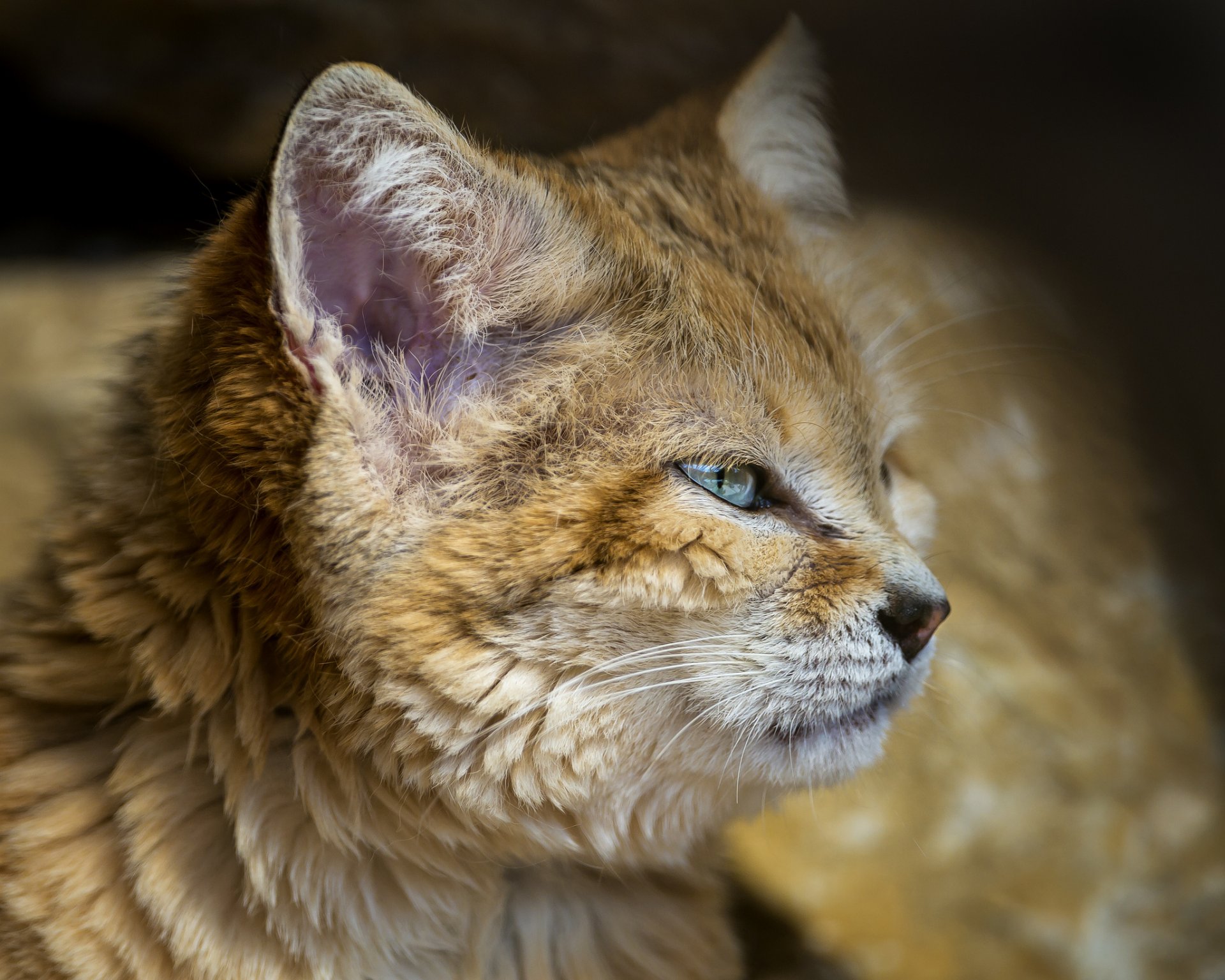 samtkatze sandkatze katze ©tambako der jaguar