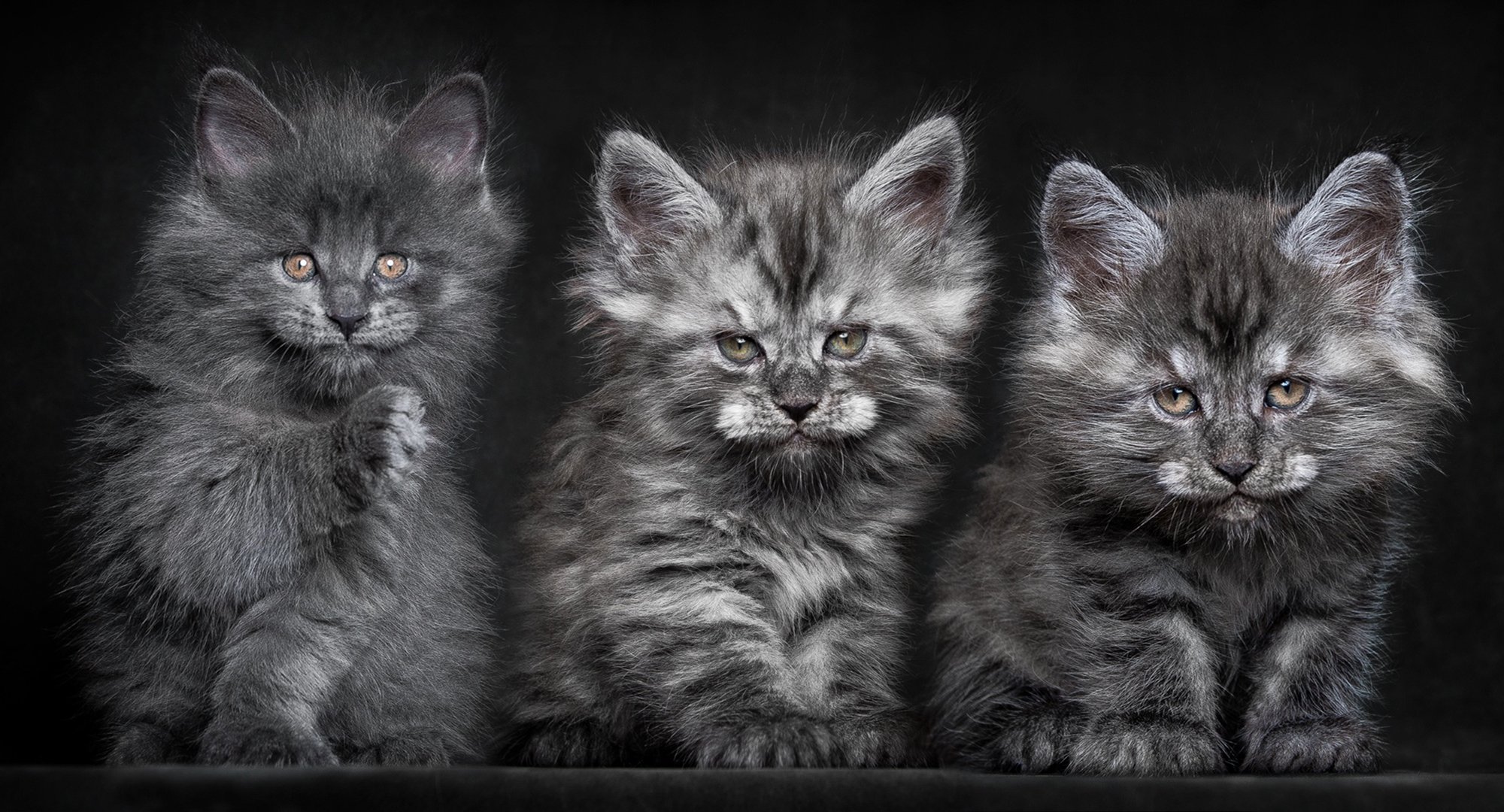 horses cats gray maine coon fluffy trinity