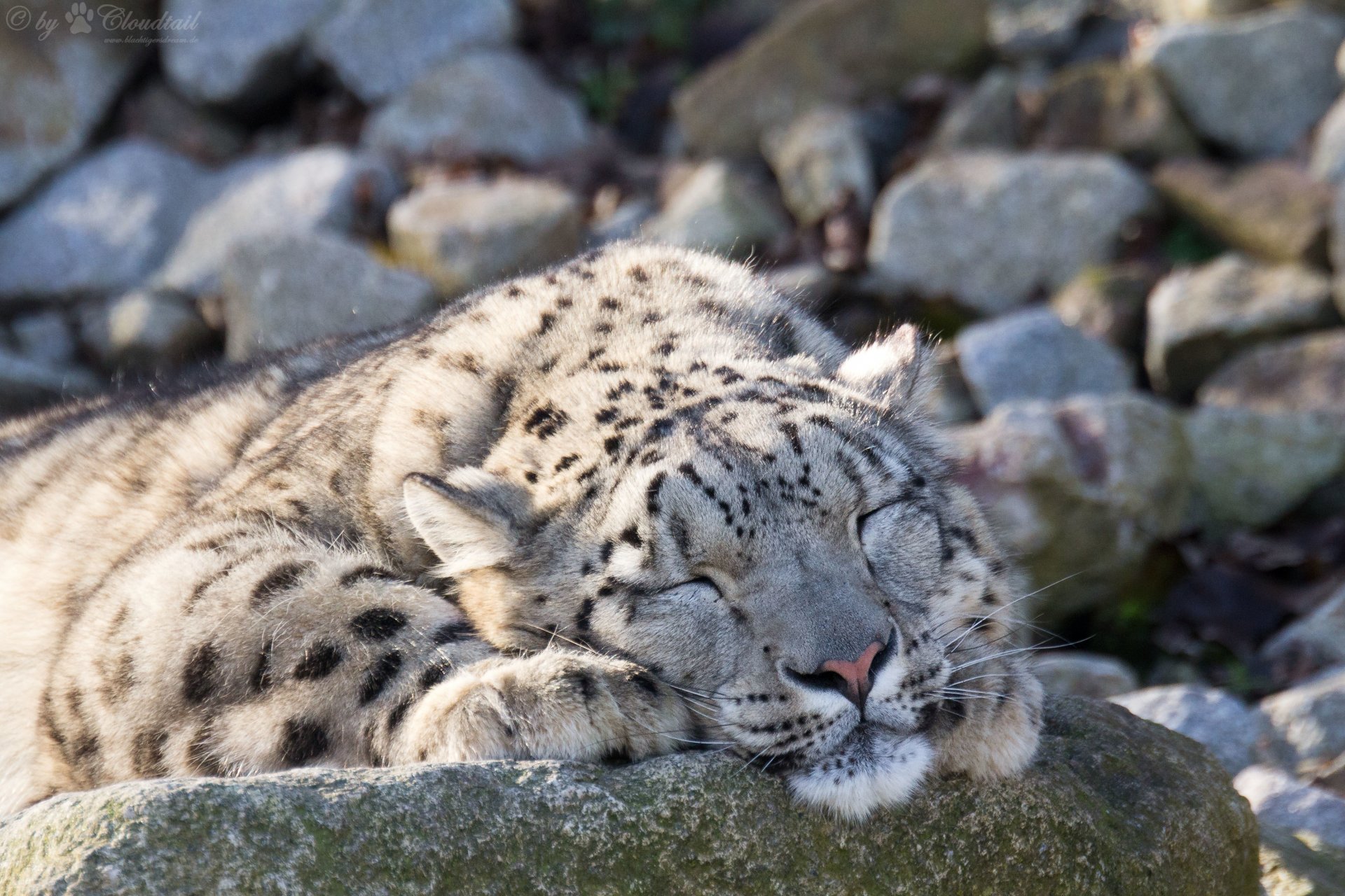 leopardo delle nevi irbis gatto pietre sonno riposo dormire