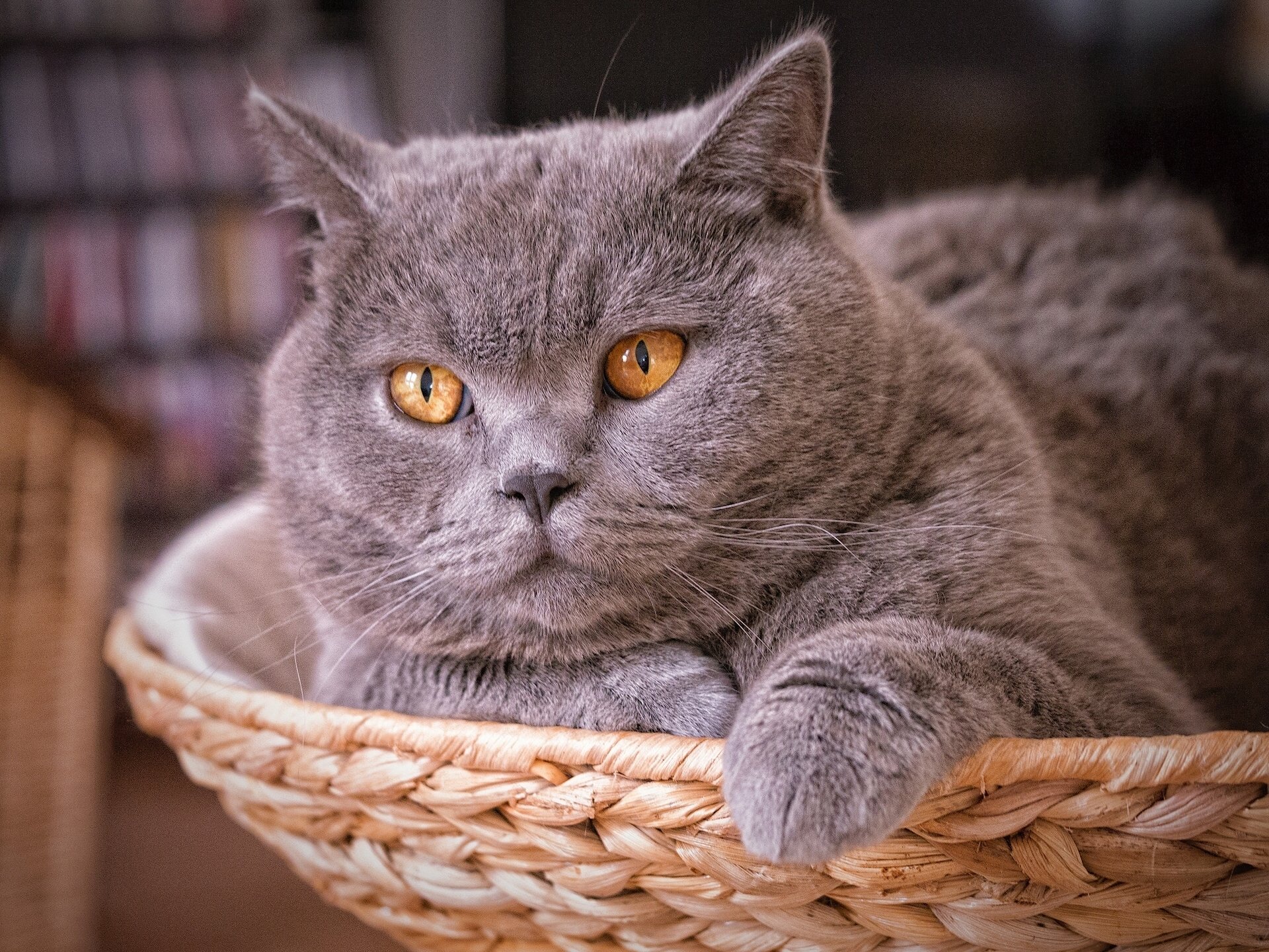 pelo corto británico británico gato gato hocico