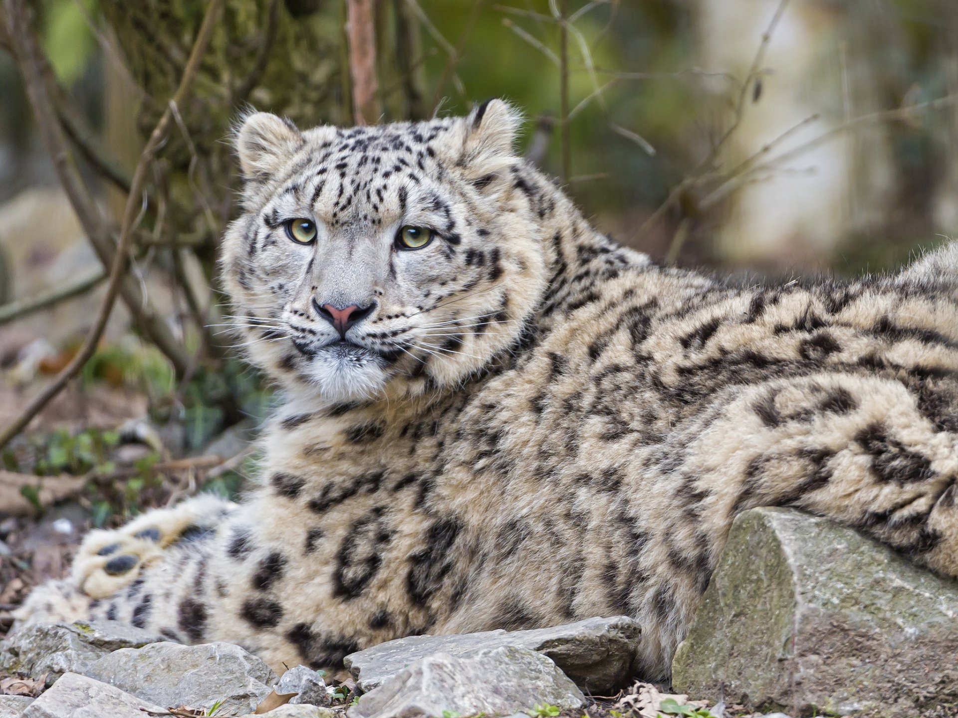 pantera śnieżna irbis kot kamienie spojrzenie ©tambako jaguar