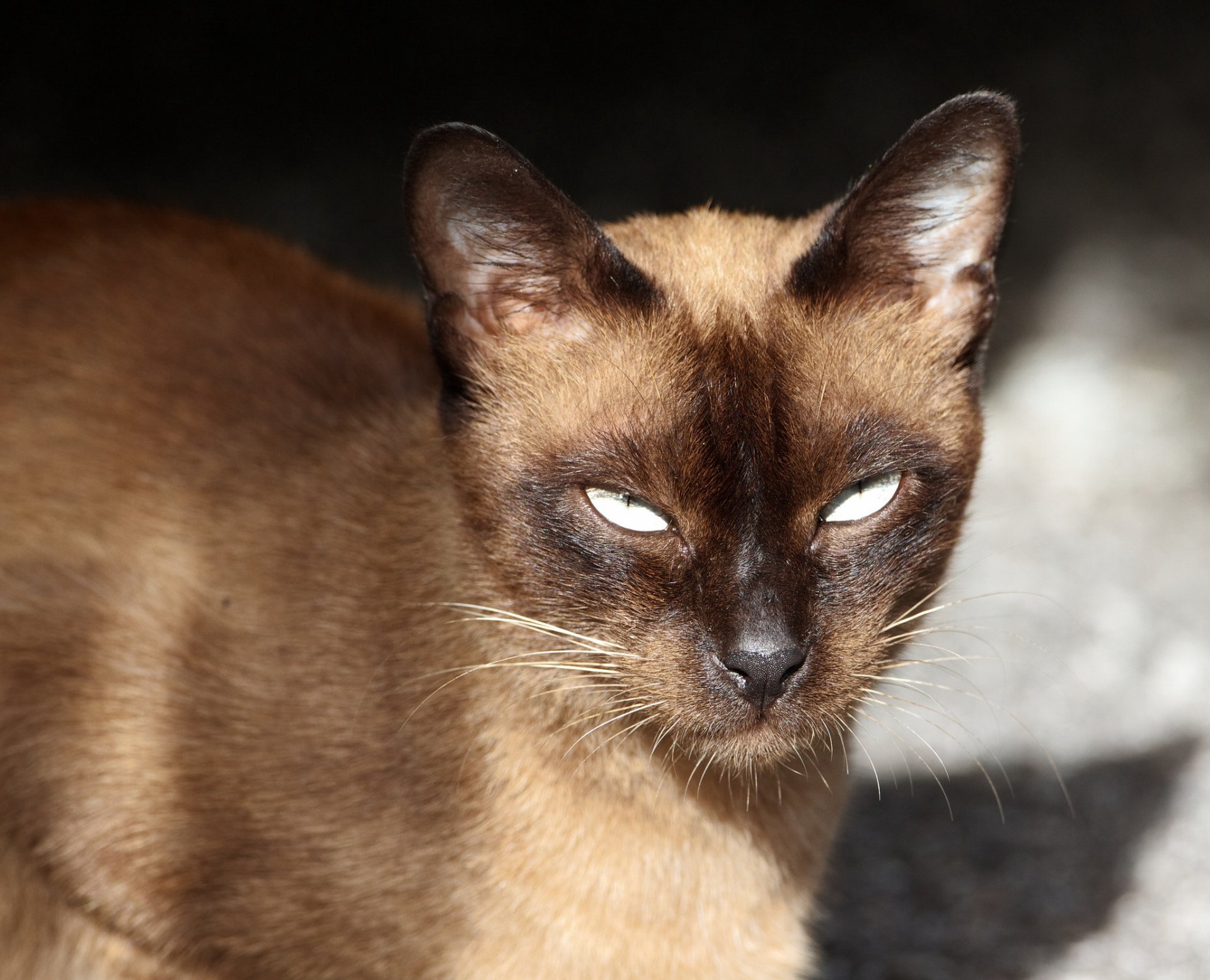 gato siamés mirada retrato