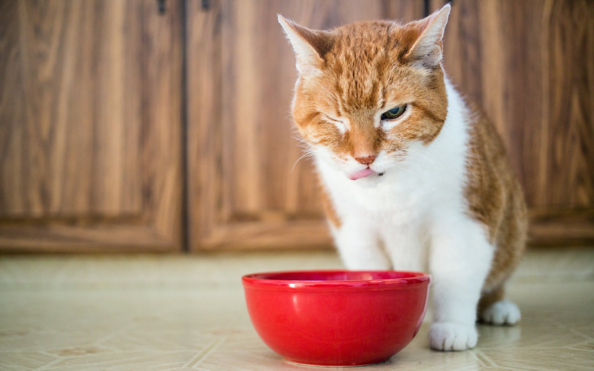 gatto cibo sfondo