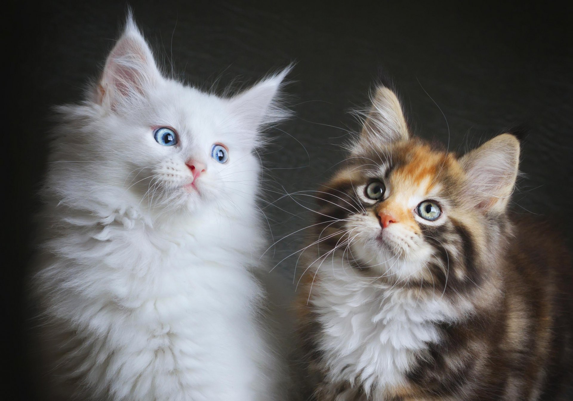 cats horses two fluffy maine coon