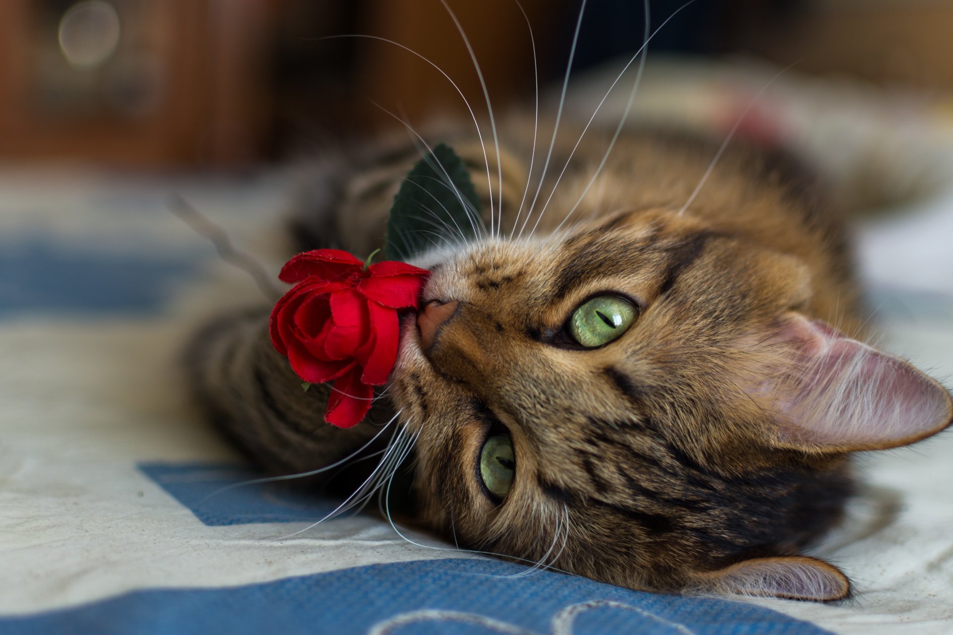 cat flower rose red mustache close-up blur