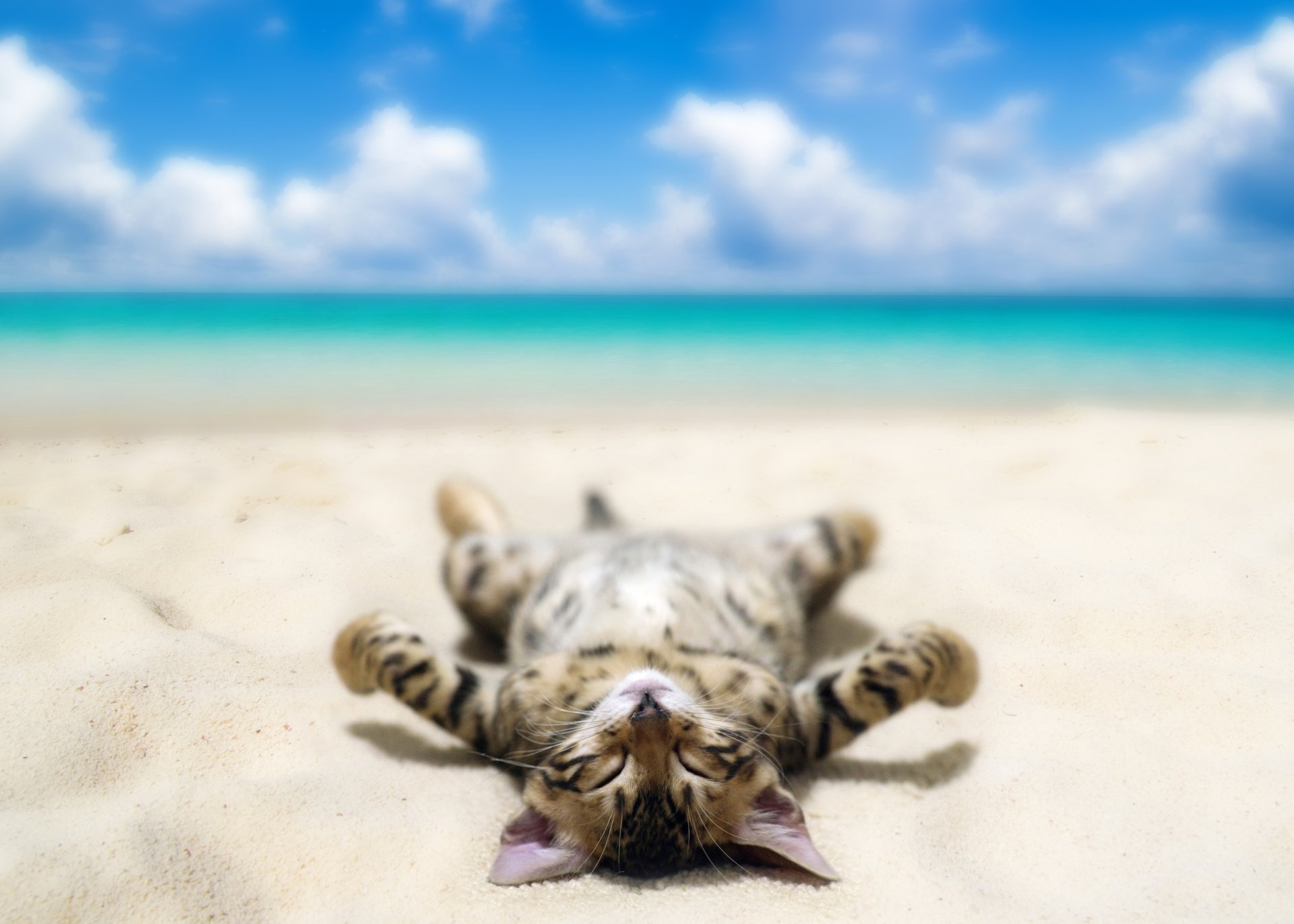 beach sea sand sky clouds cat is lights bokeh humor