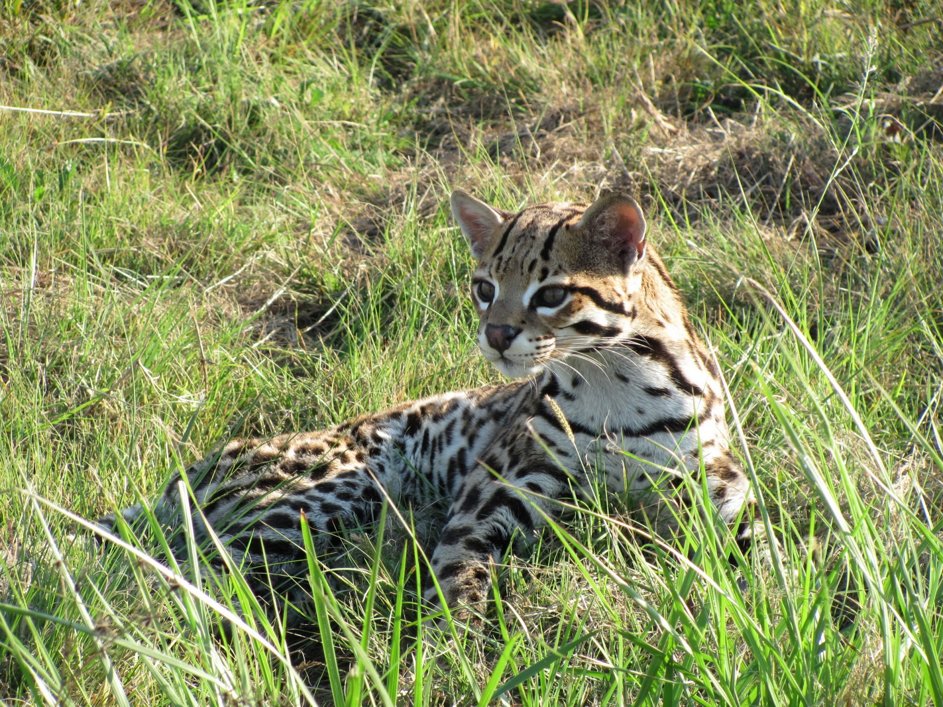 ocelote gato hierba