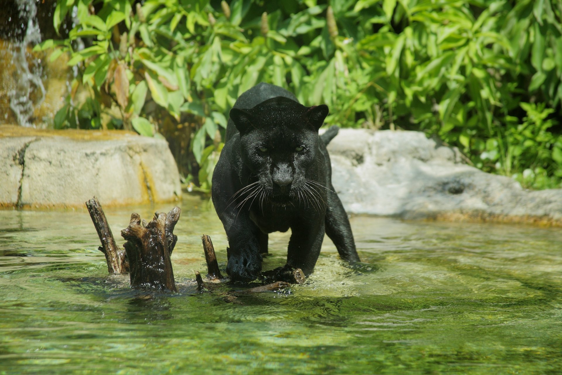 panther wild cat predator swimming zoo