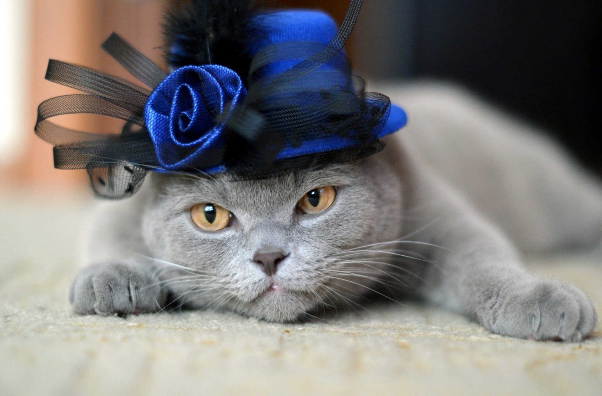 chat chat chapeau rose