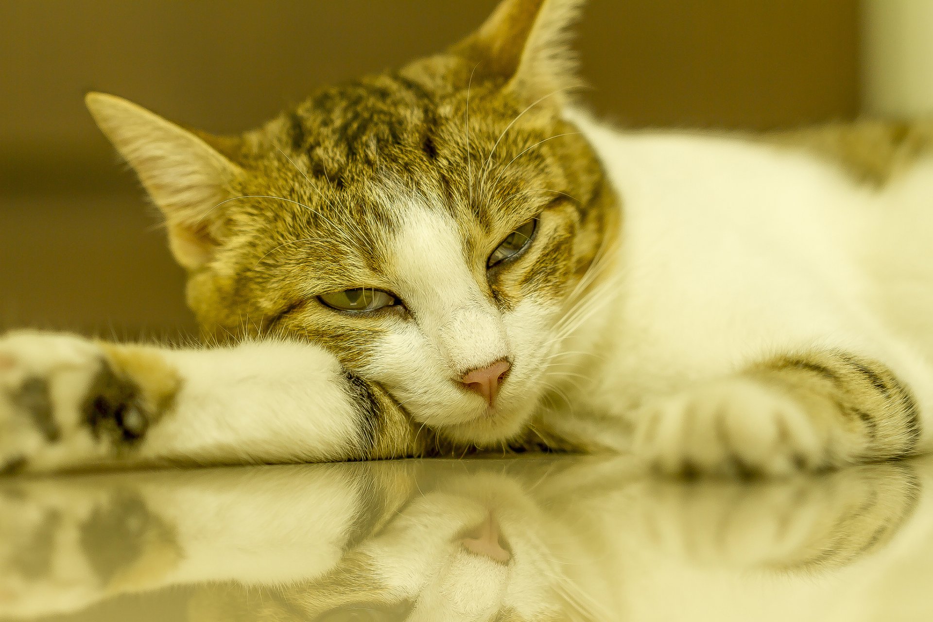 gato nega reflexión