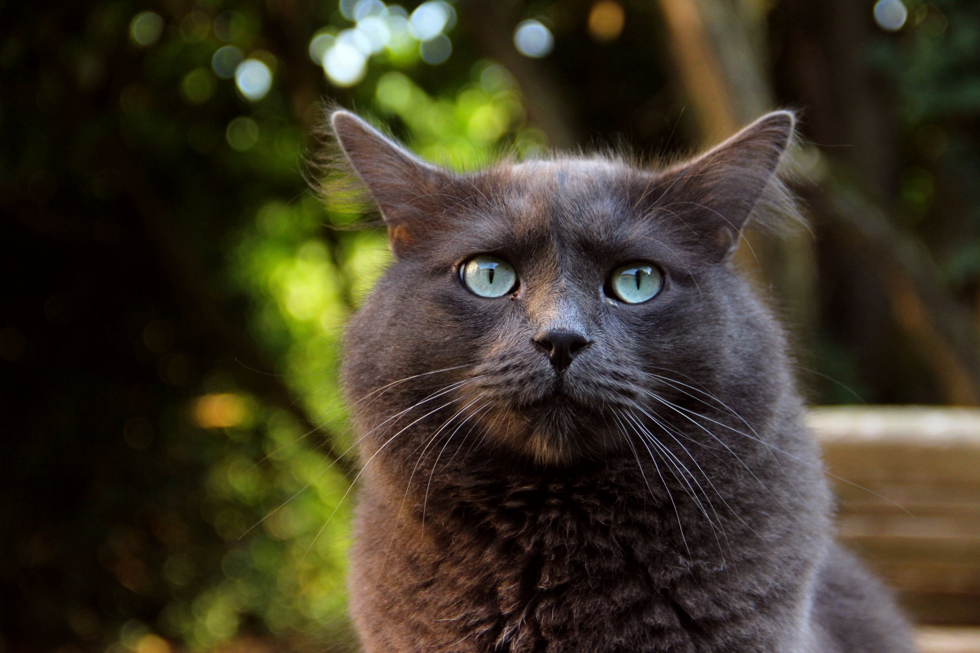 tier katze grüne augen ohren blick hintergrund makro