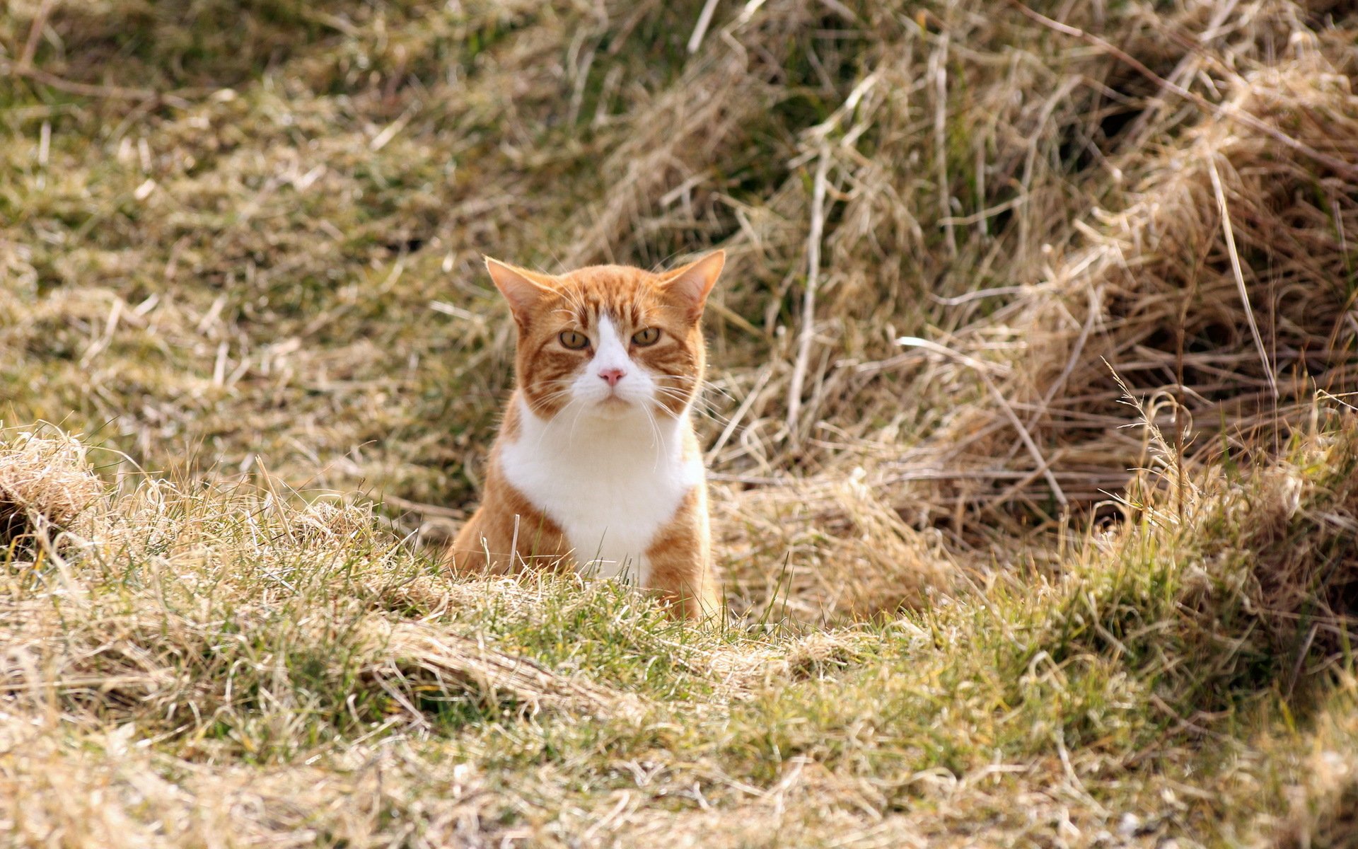 gatto campo natura