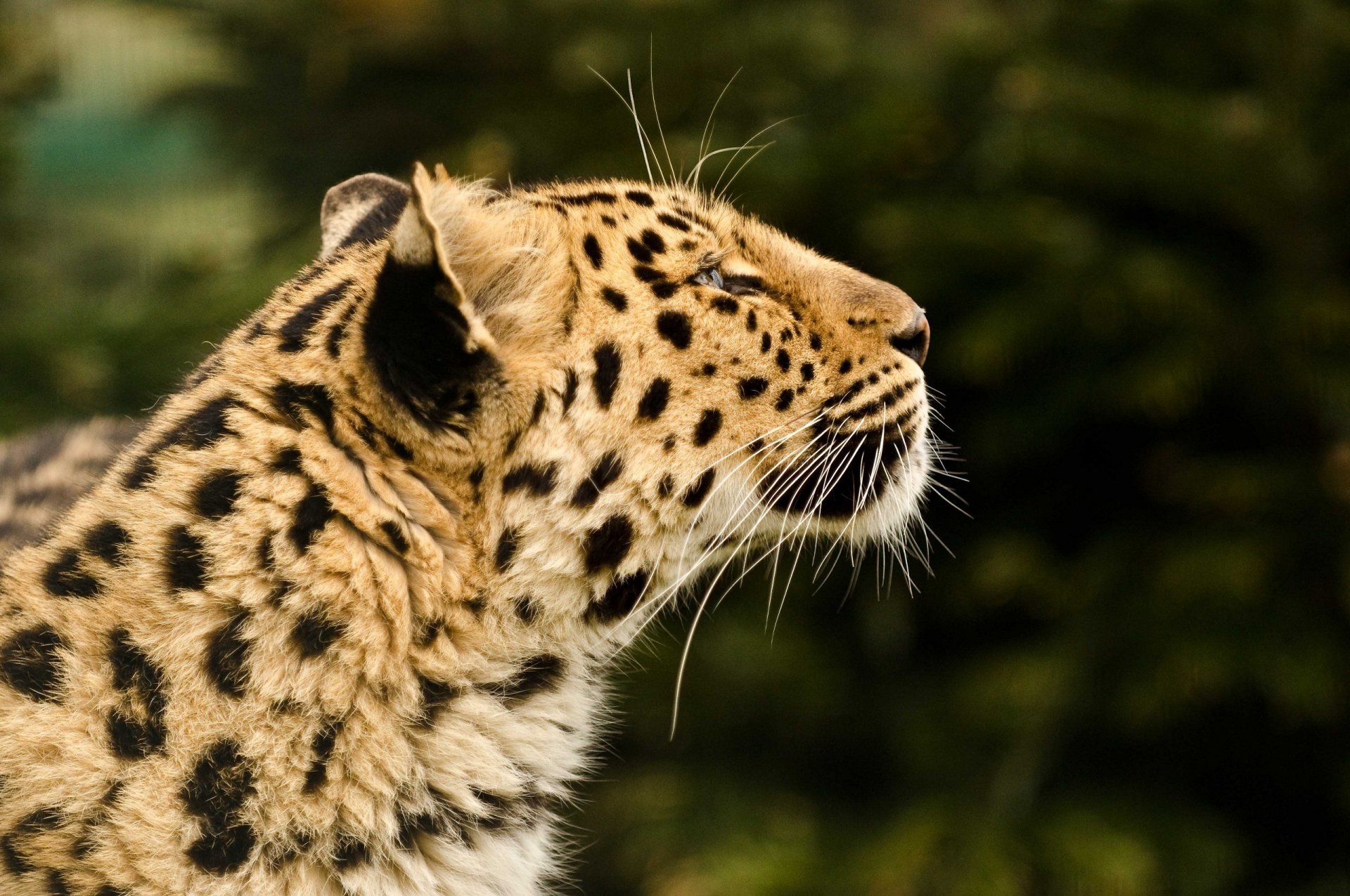 leopard wild cat predator face section fur