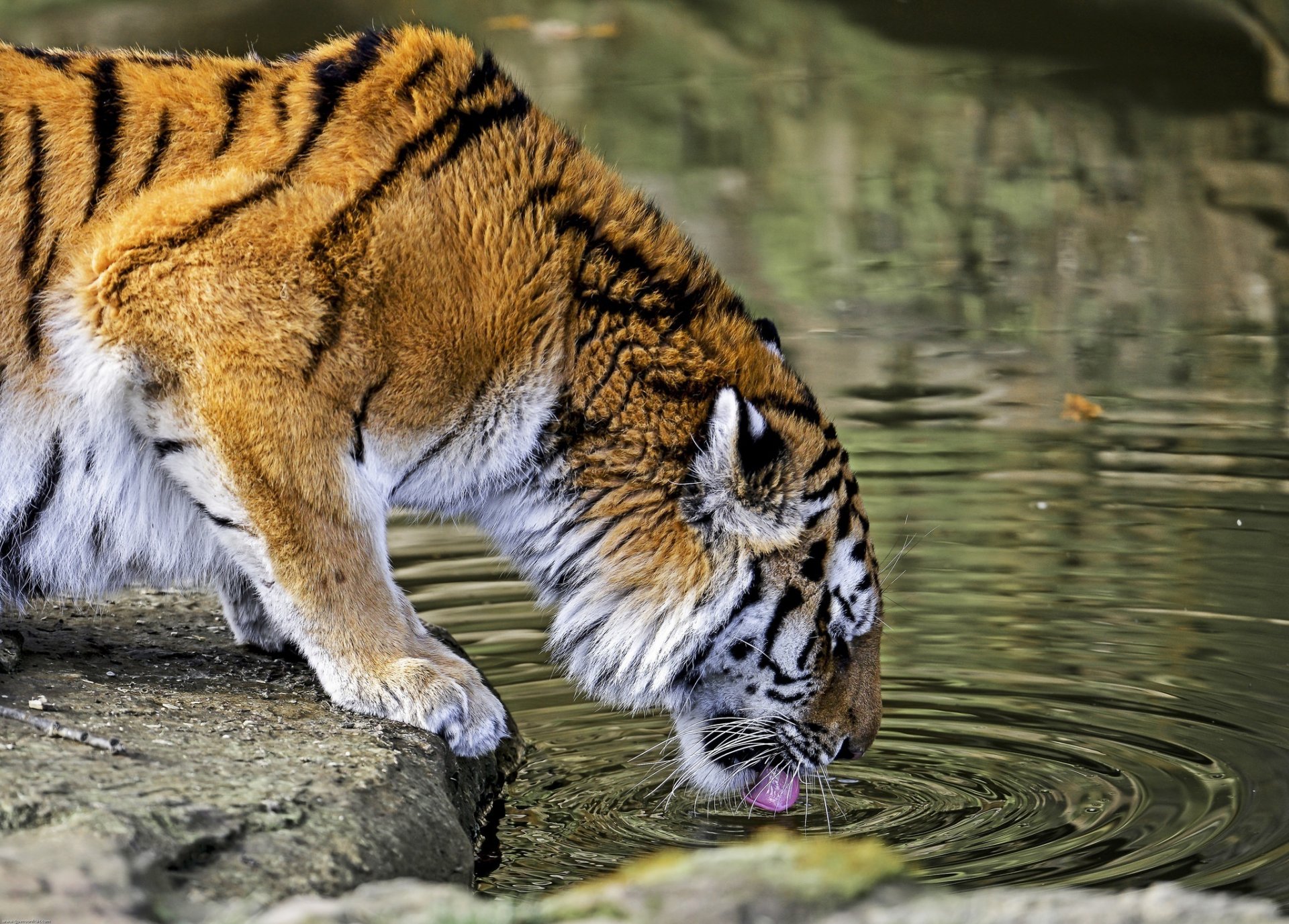 tiger wildkatze raubtier wasserloch