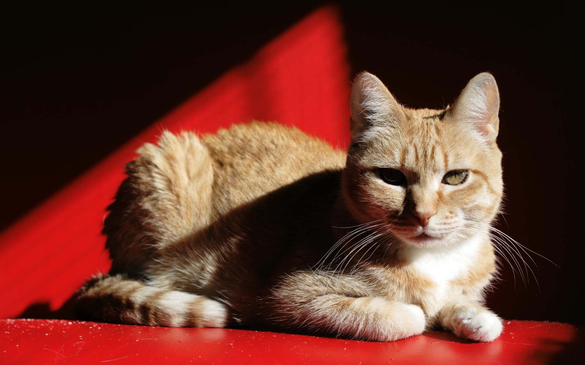 chat chat. rousse ombre