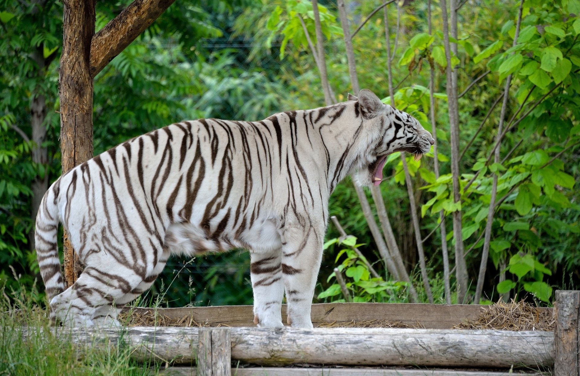 tigre blanc chat sauvage prédateur bâillements gueule crocs