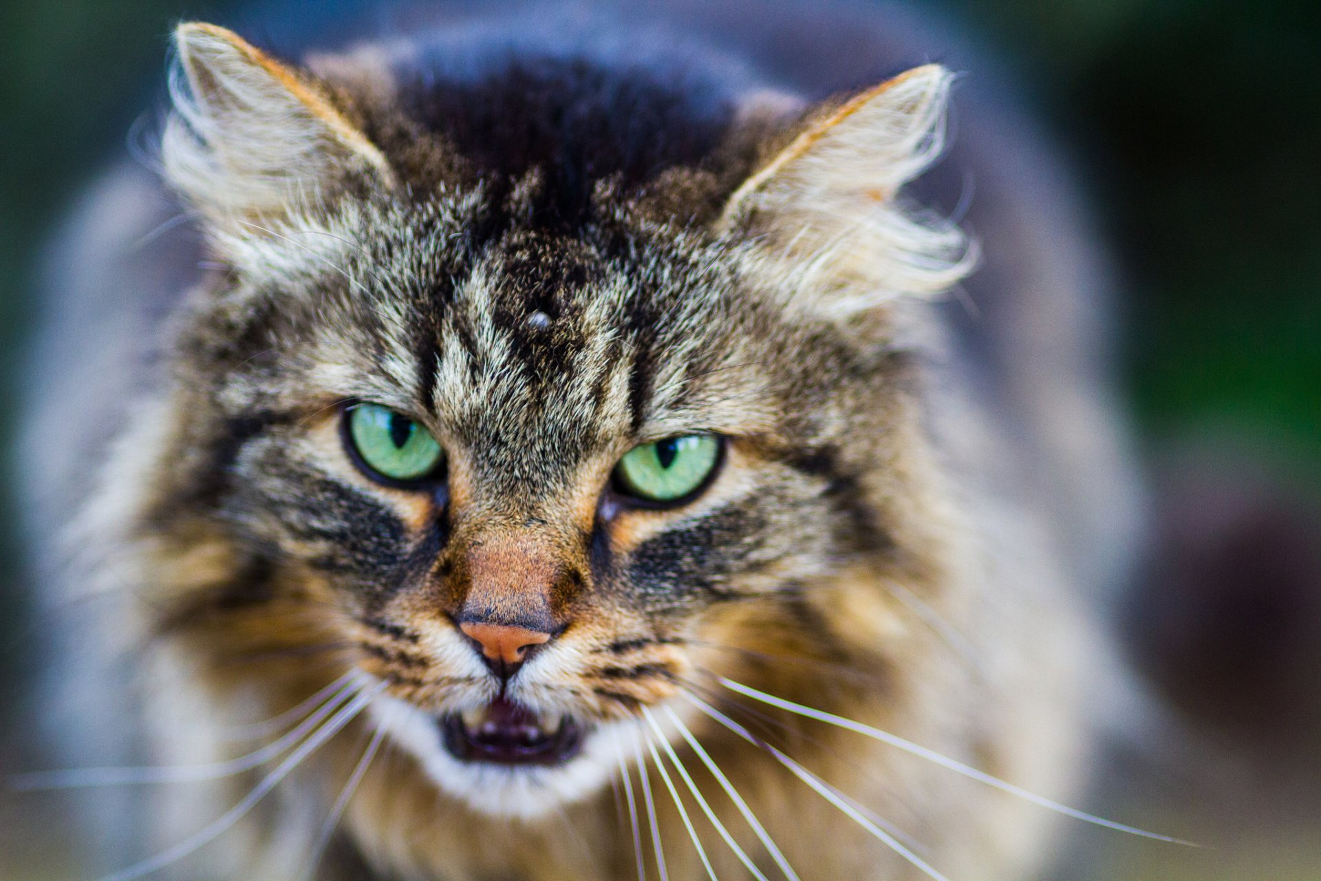 chat chat vue yeux moustache fond