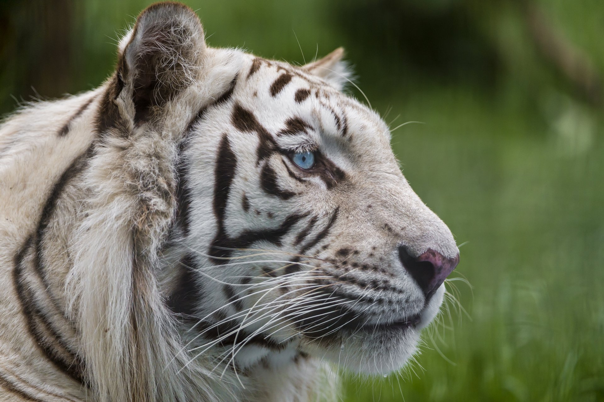 белый тигр кошка морда взгляд голубые глаза ©tambako the jaguar