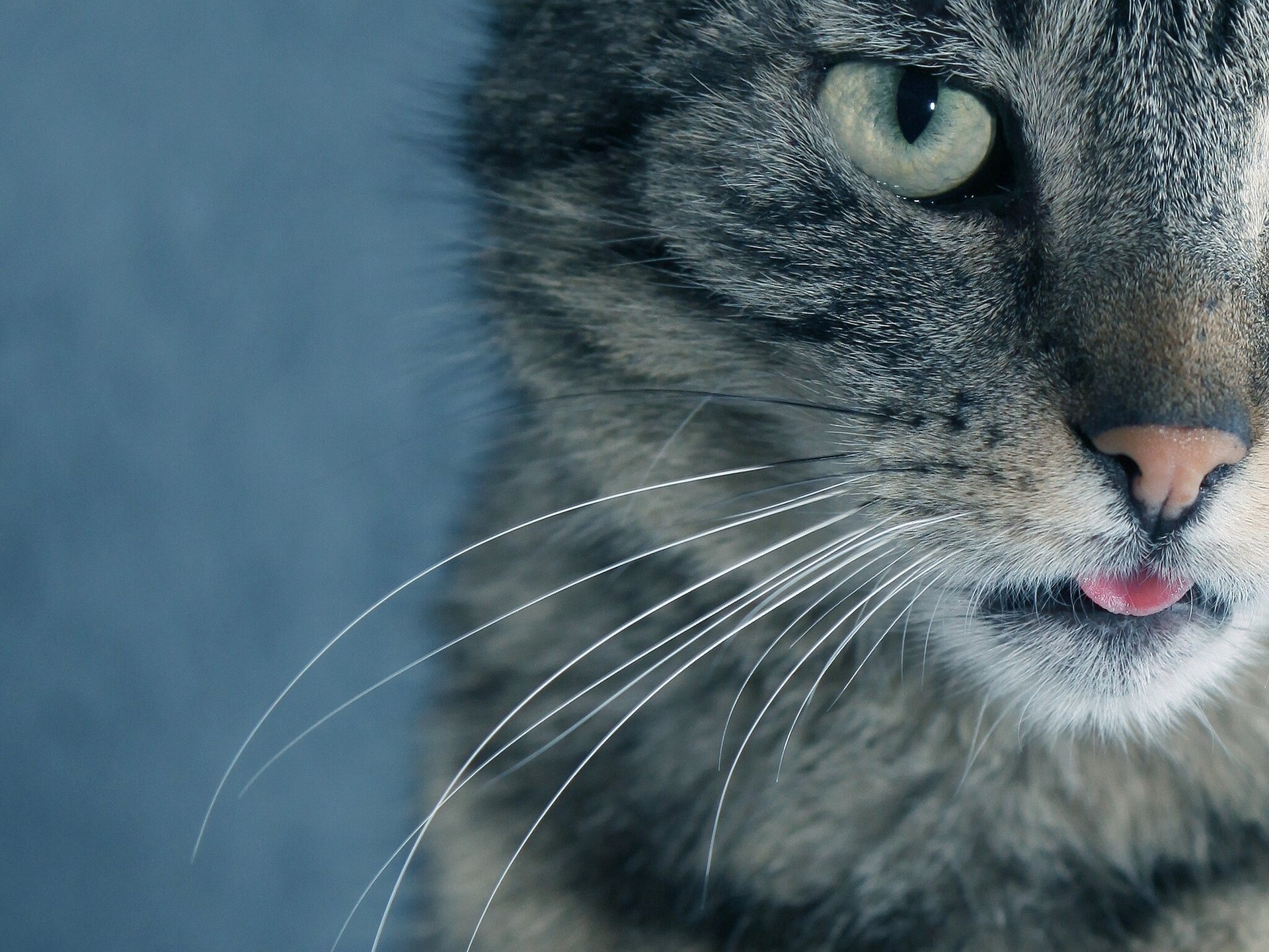 katze katze schnauze schnurrbart blick