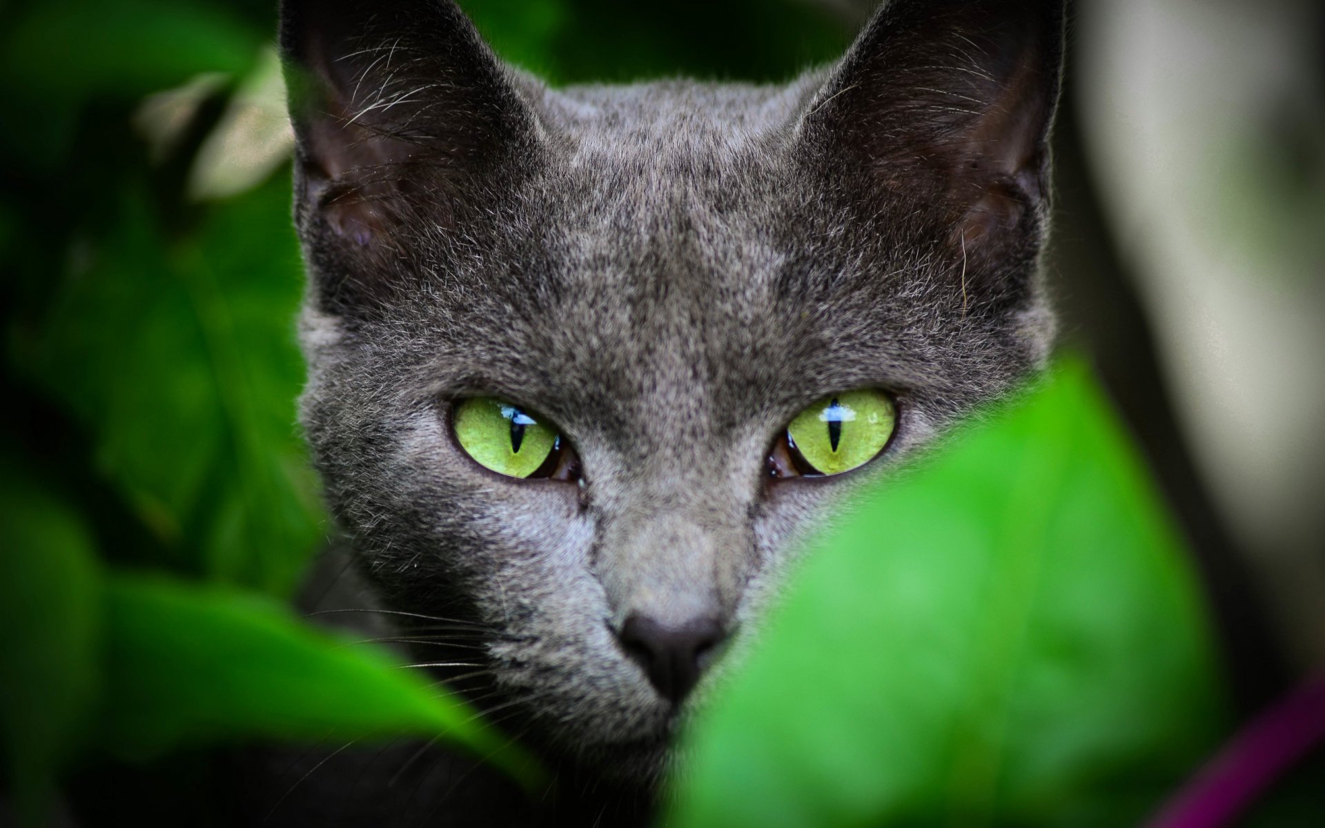 gato pelo mirada naturaleza