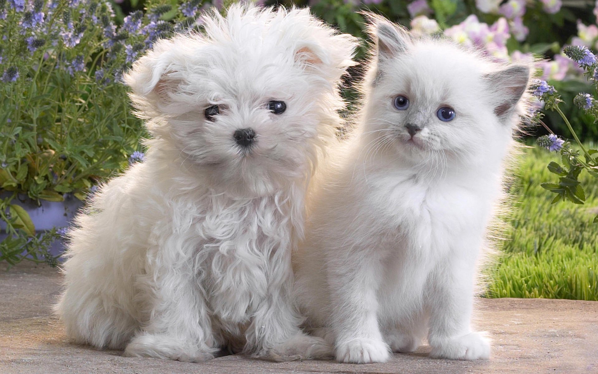 hund katze kätzchen welpe katze flauschig