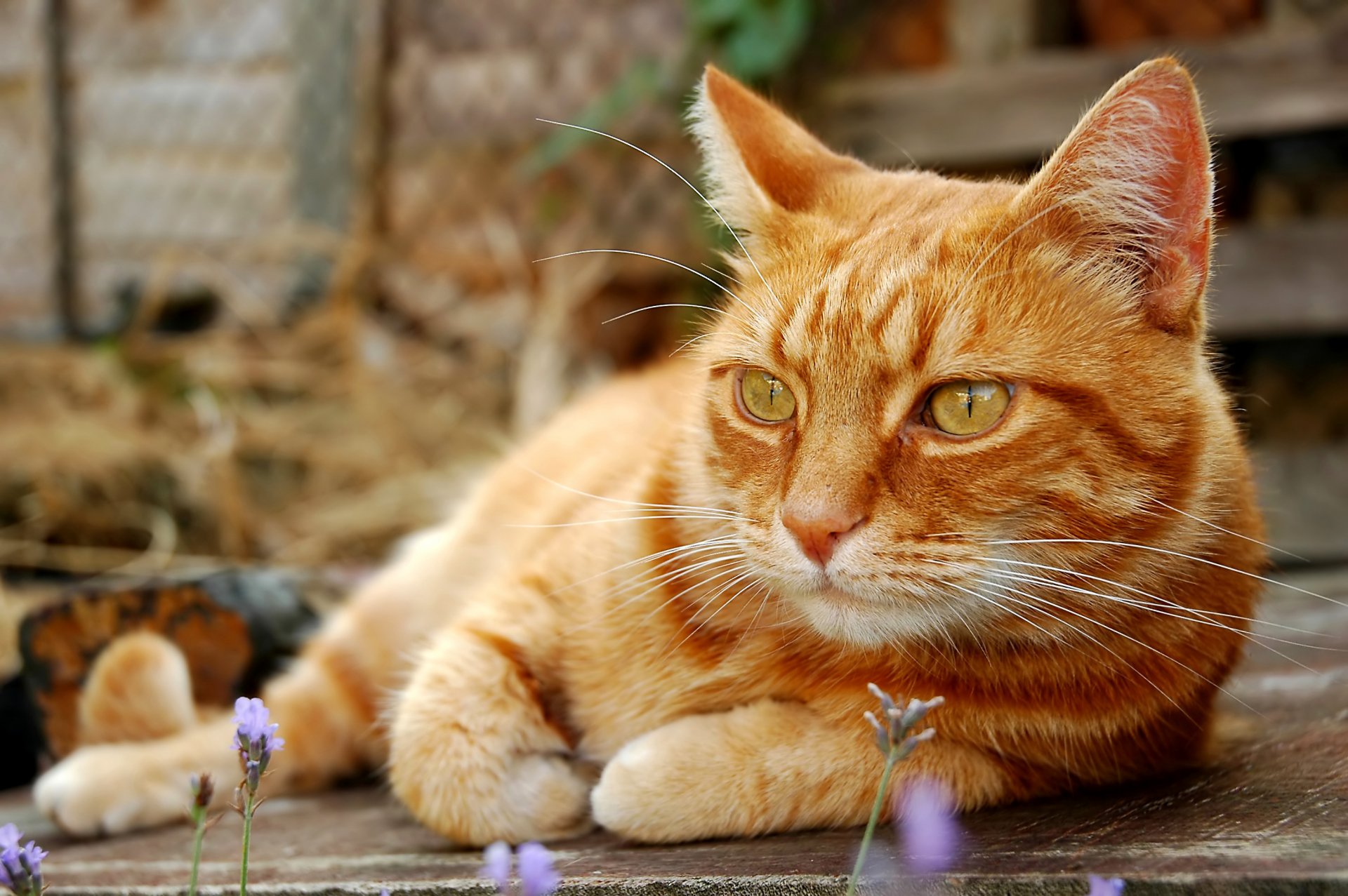 chat chaton moustache pattes queue rousse pensif sévère contempler nature repos flou bokeh fond d écran