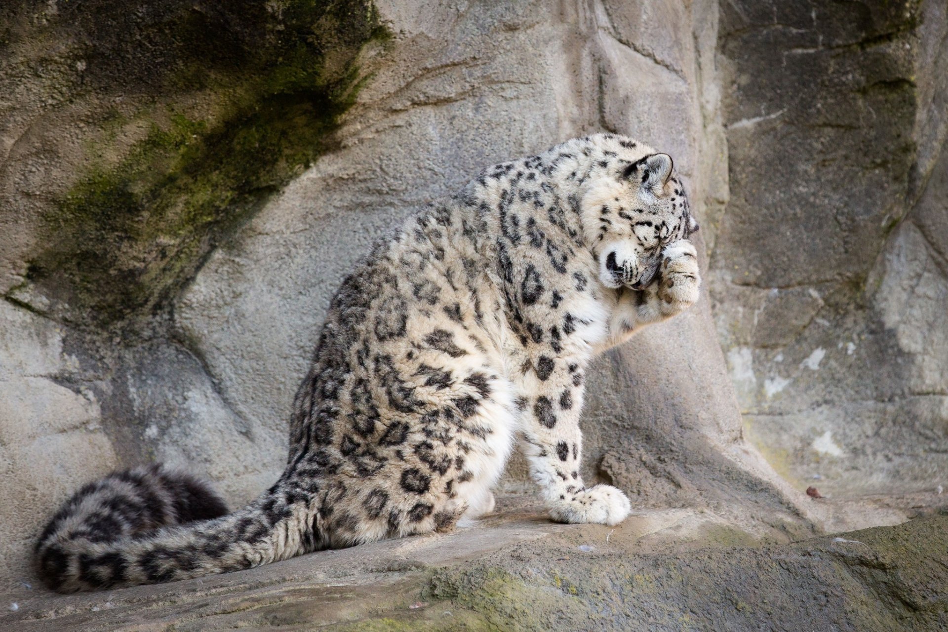 léopard des neiges irbis léopard des neiges chat sauvage prédateur patte queue fourrure taches pose lavage pierres roches zoo