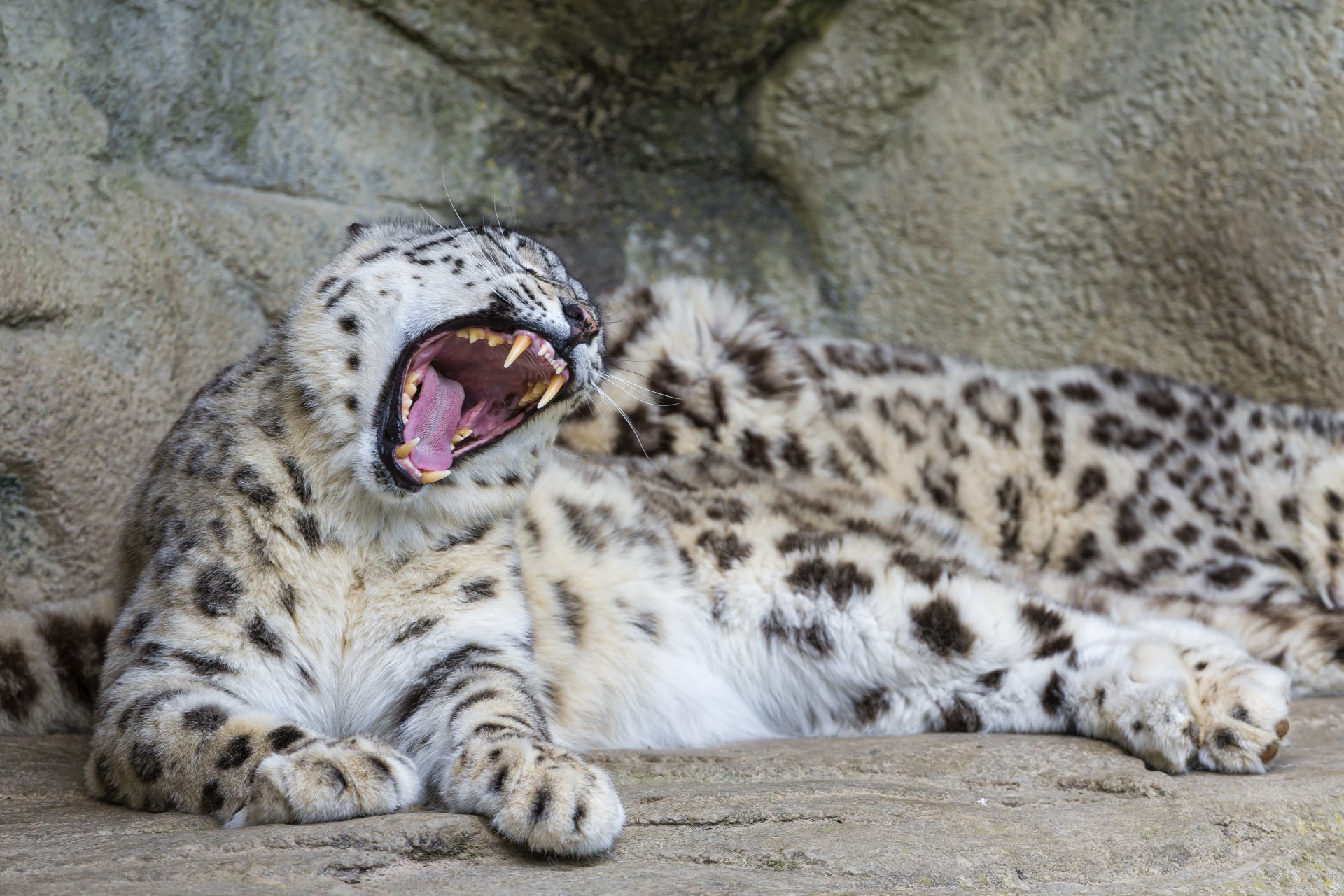 schneeleopard irbis katze gähnt maul eckzähne steine ©tambako der jaguar