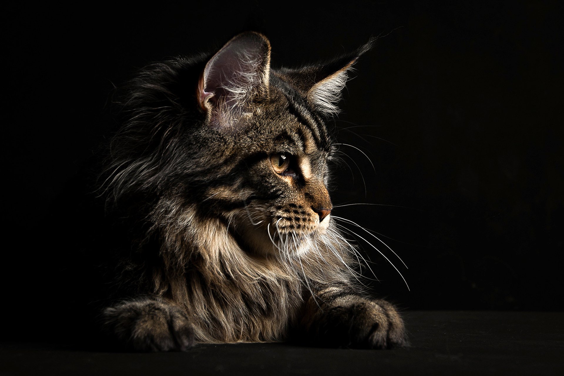 maine coon gato hocico mirada fondo negro