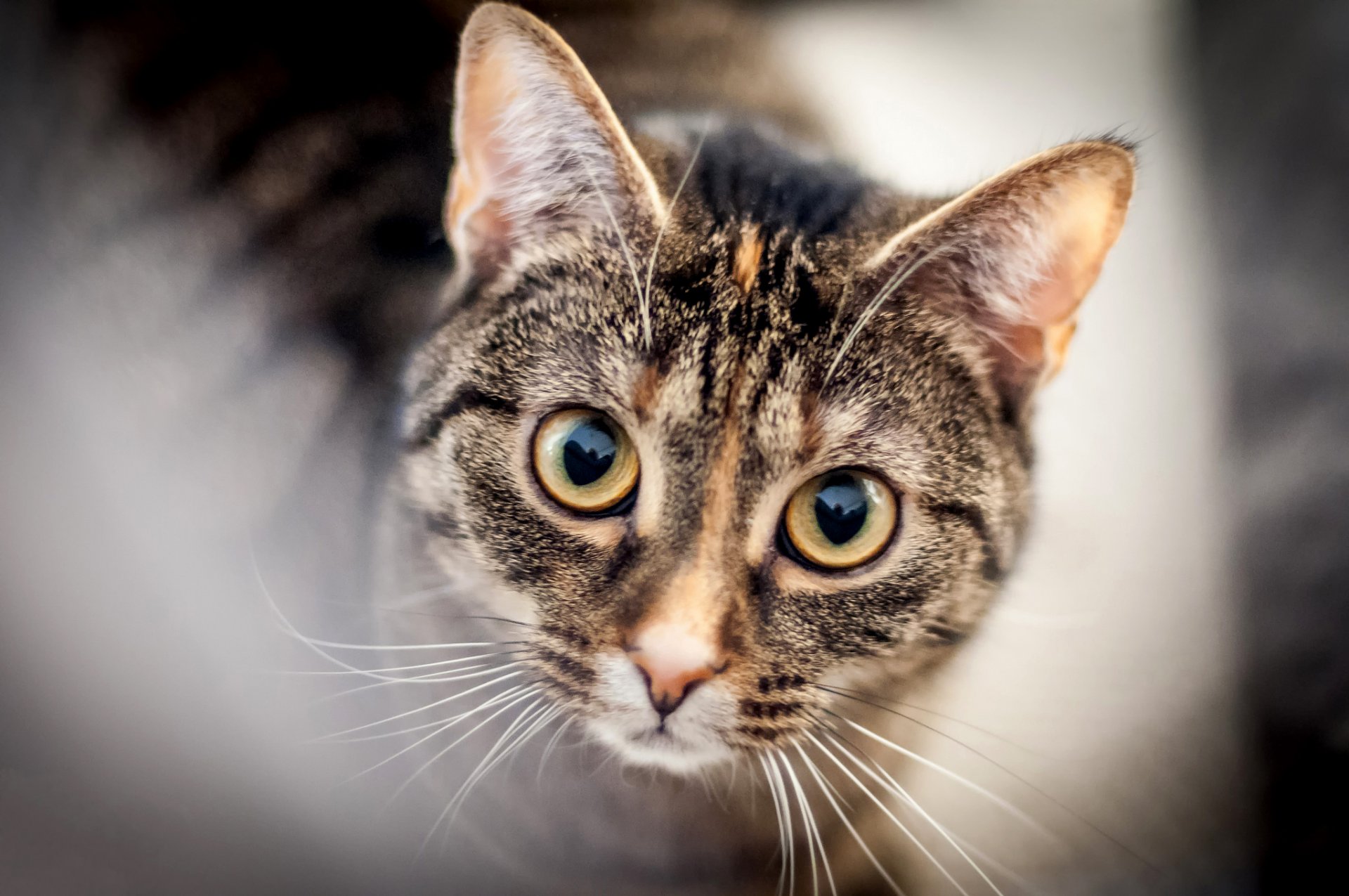 gatto gatto muso occhi sguardo baffi sfocatura