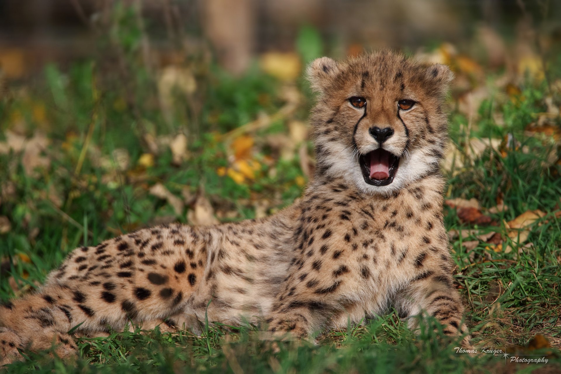 gepard wildkatze blick