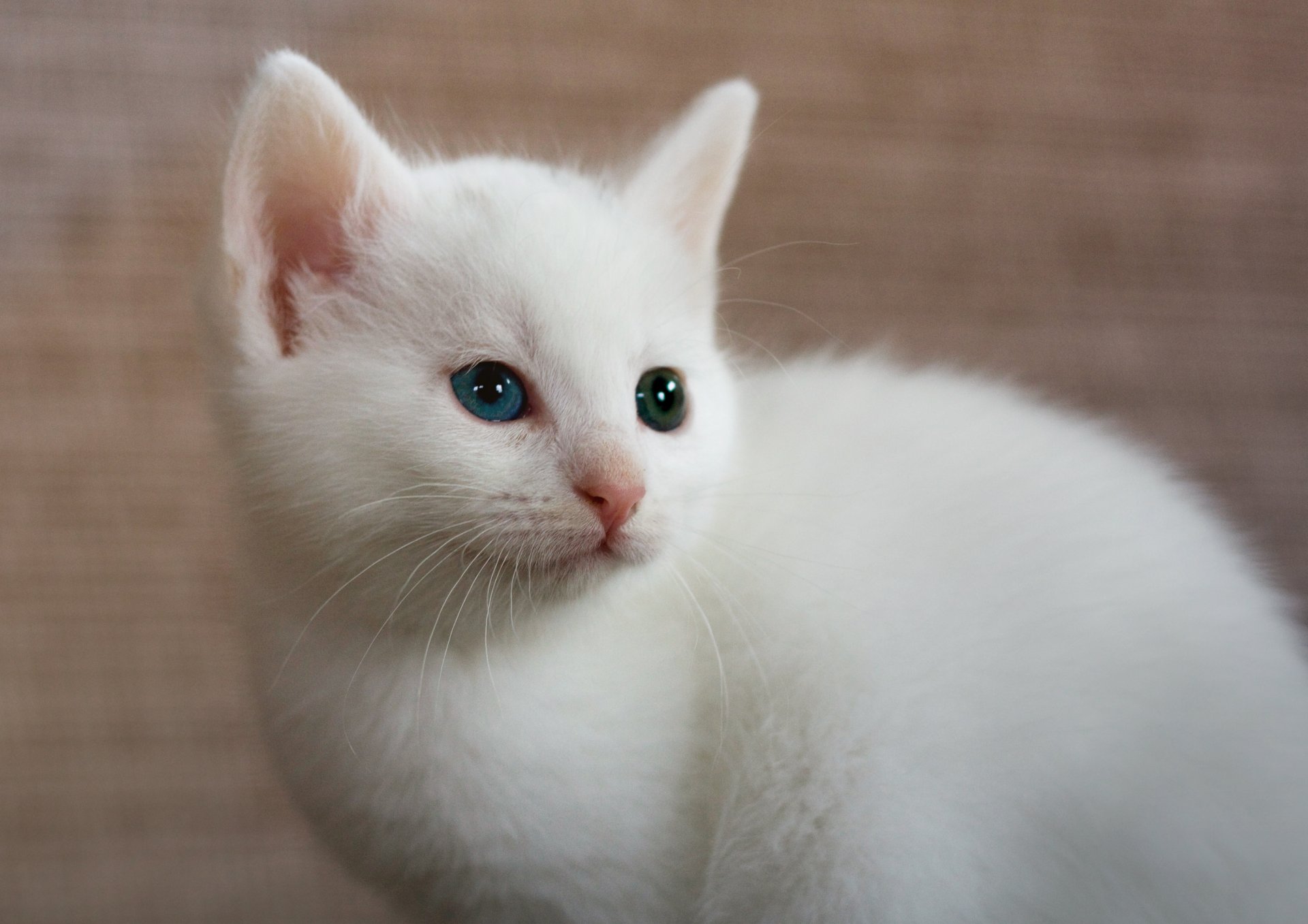 biały heterochromia tło