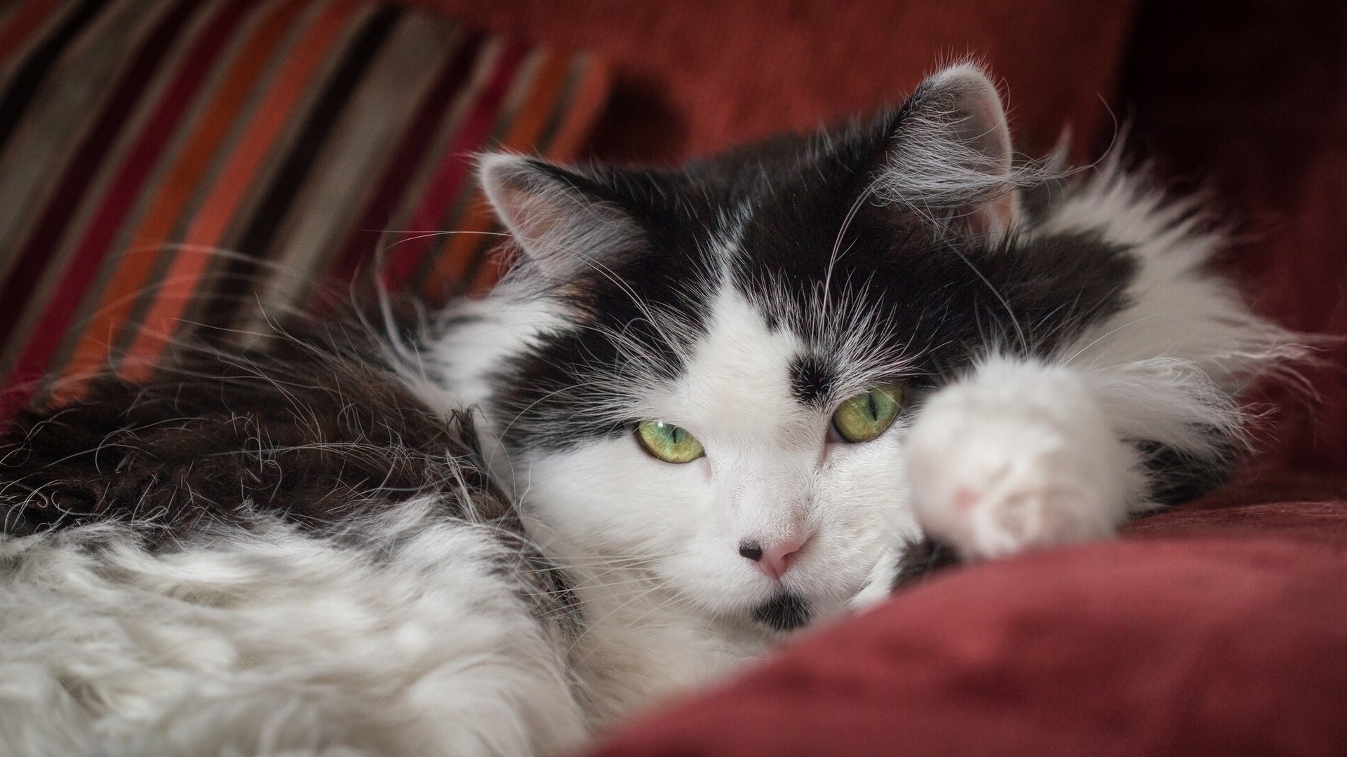 gato peludo mirada