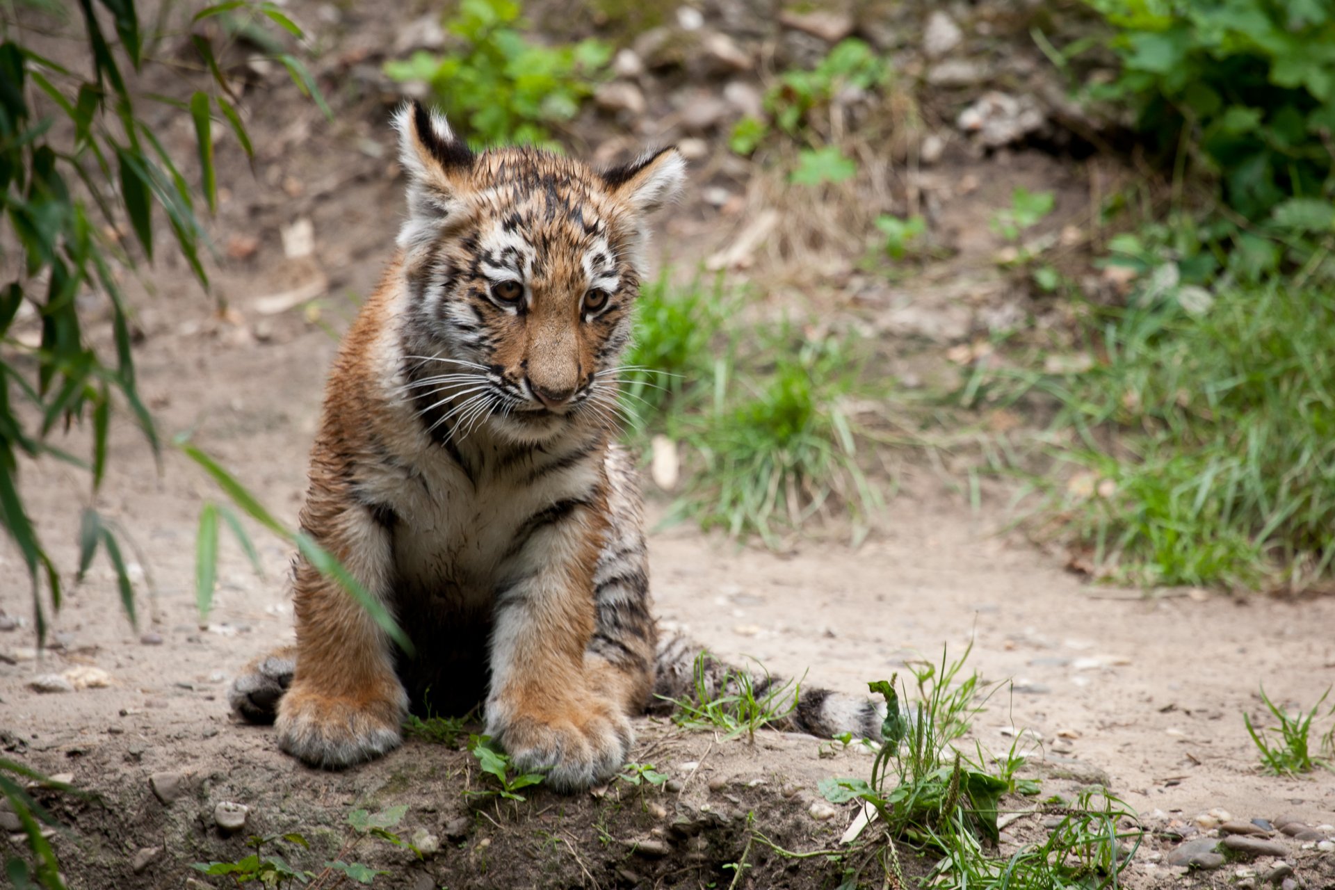 chat tigre