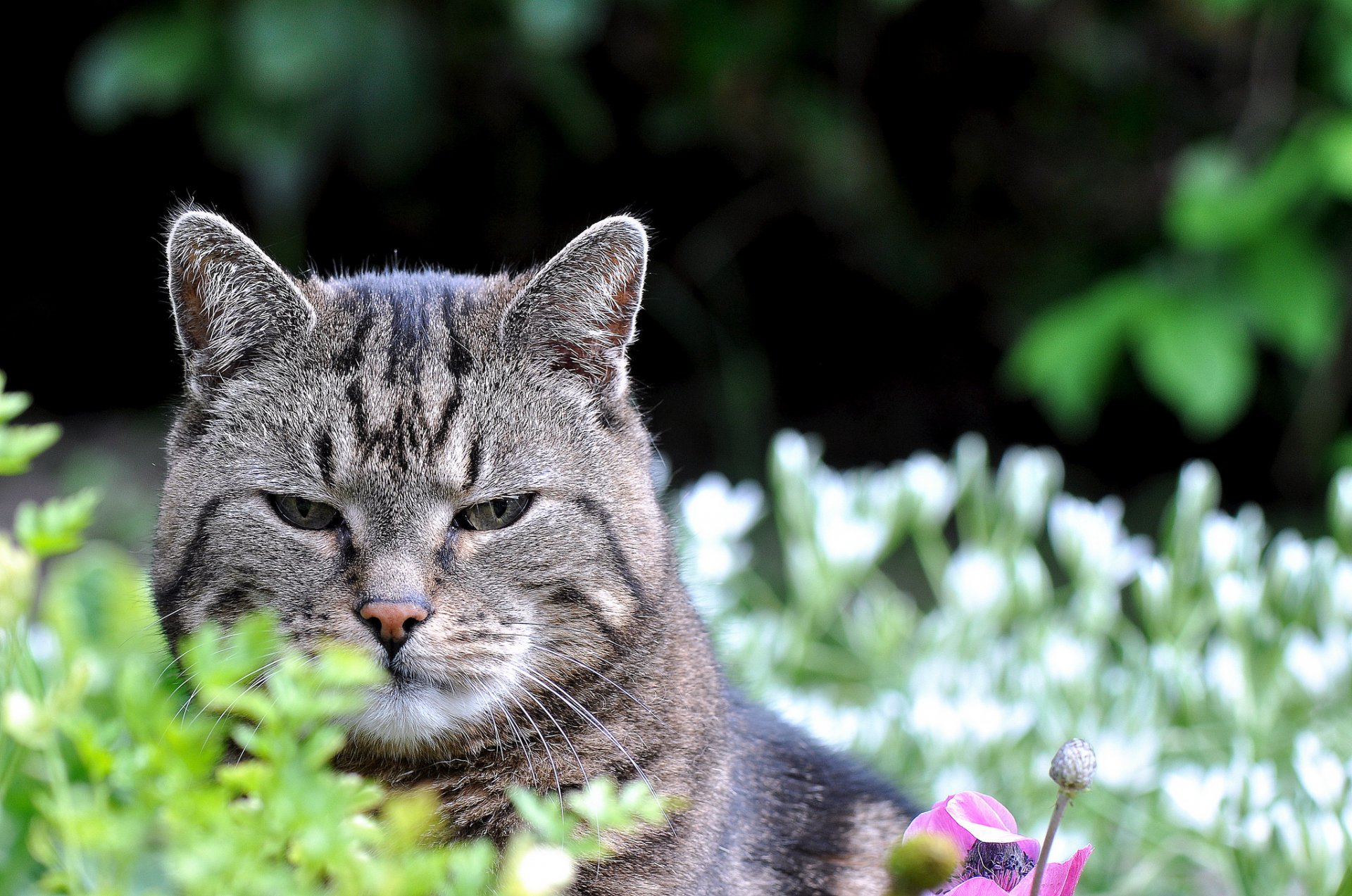 katze katze blick natur