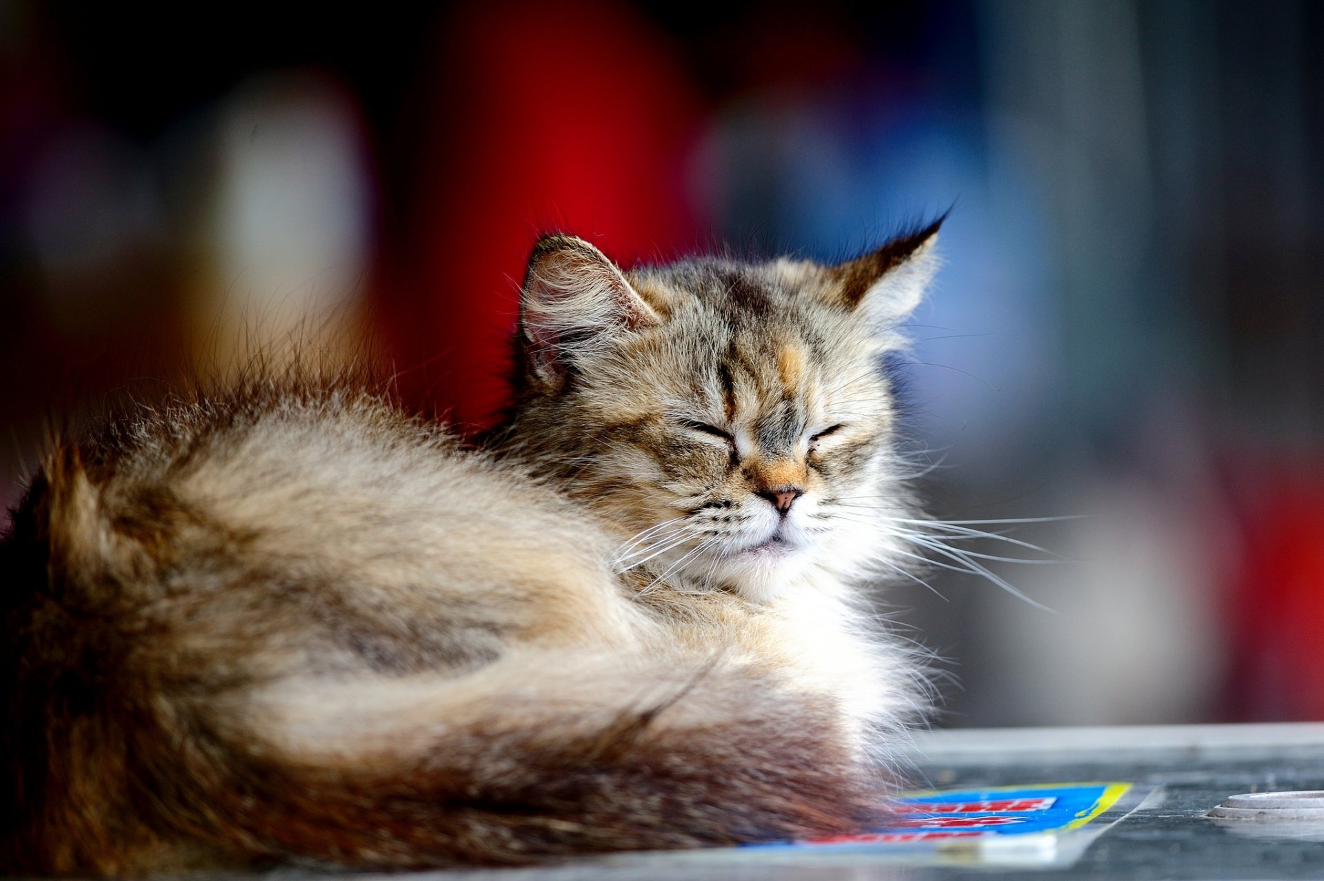 gatto gattino grigio peloso riposo