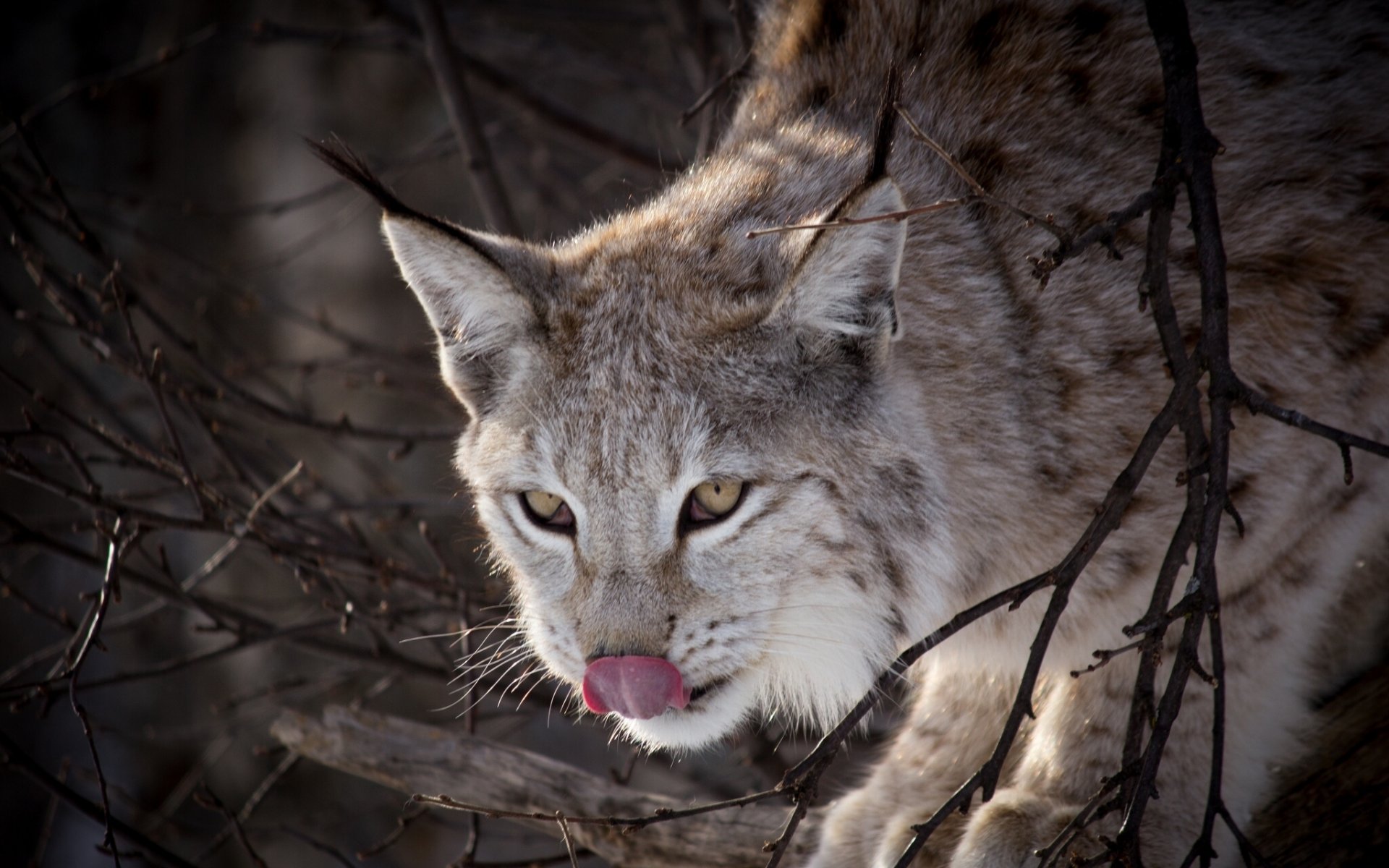 lince lengua ramas