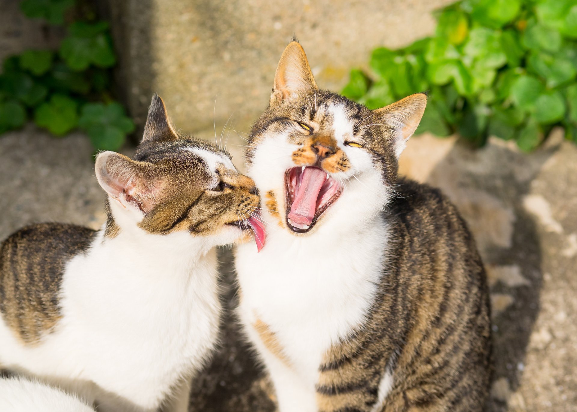 chats chats chats amis