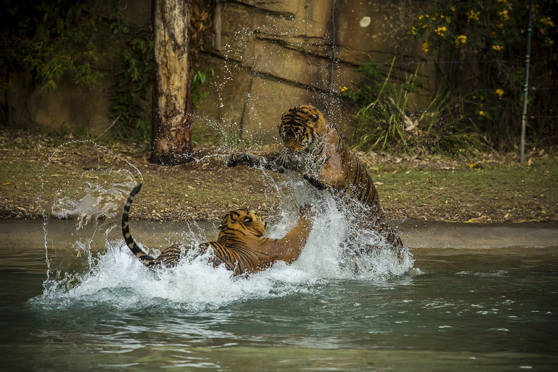 tiger wildkatzen raubtiere paar kampf spiel baden spritzen