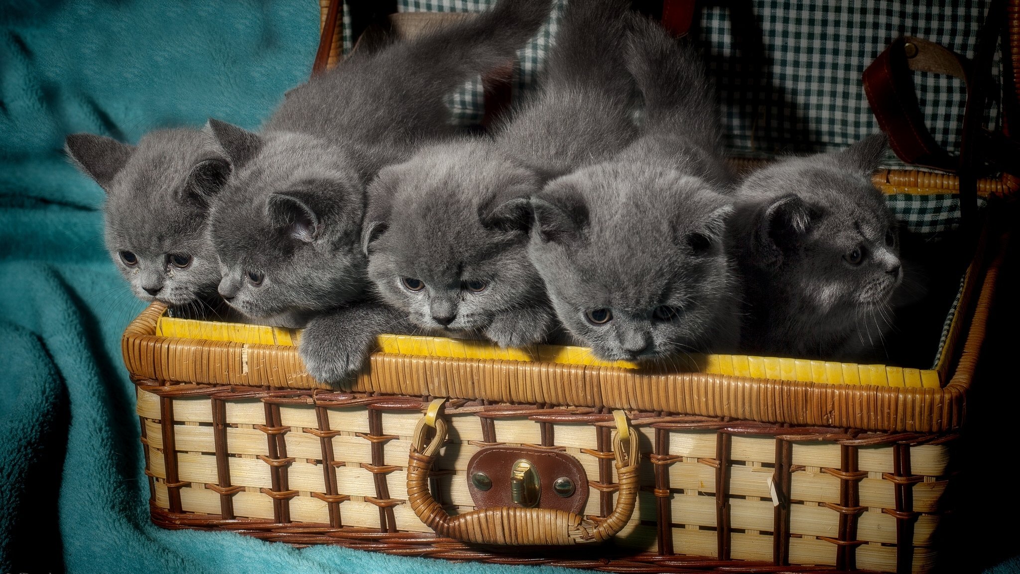 british shorthair horses the british kids bag