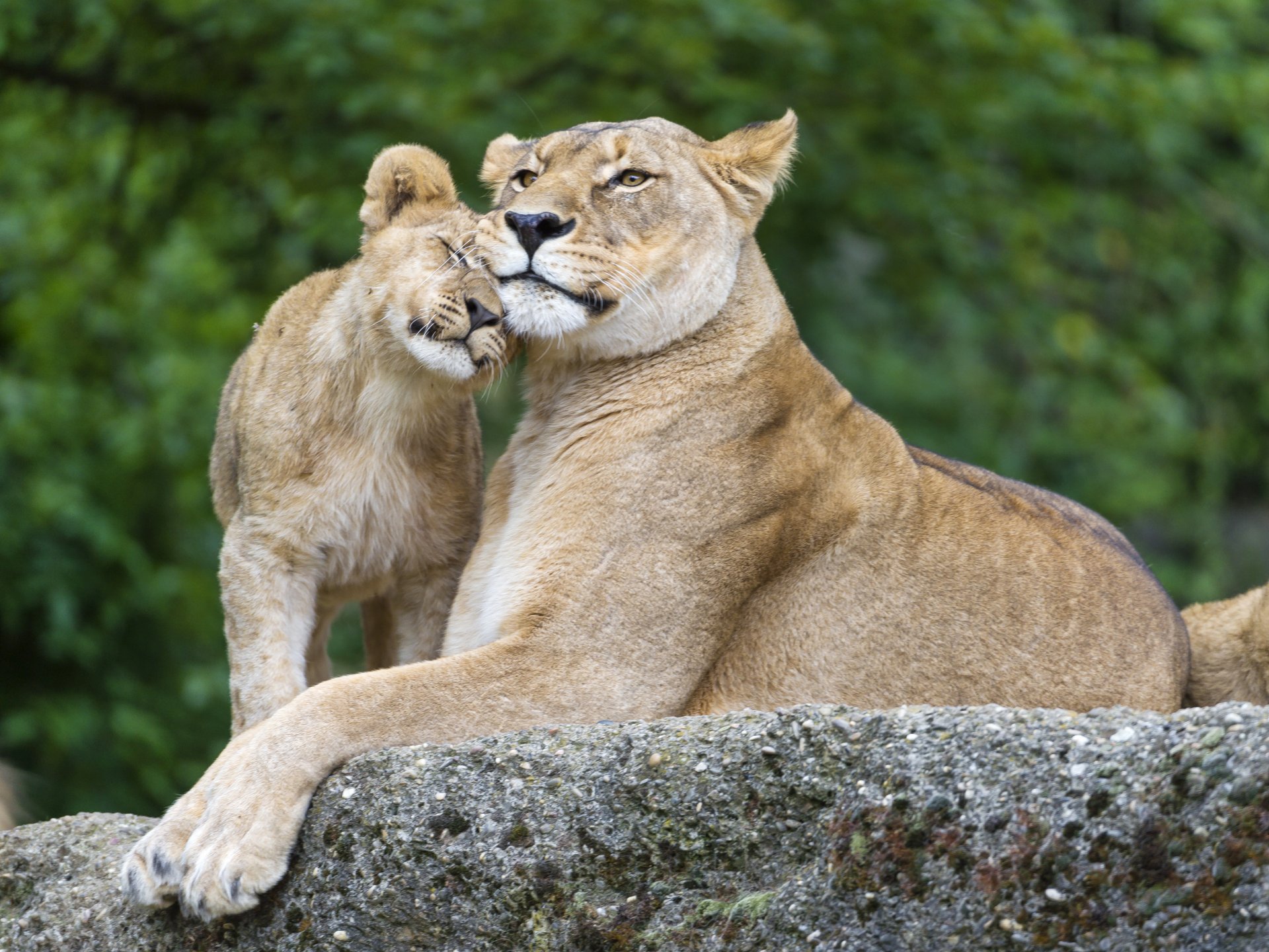 leonessa leoni gatti pietra famiglia ©tambako the jaguar