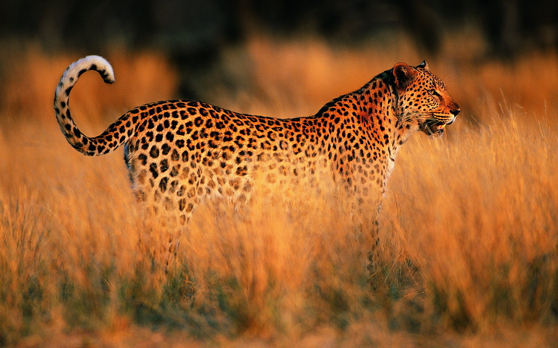 leopardo puesta de sol sabana áfrica