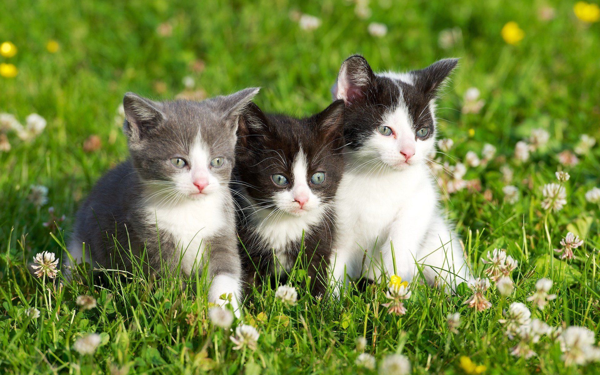 grass kittens flowers gra