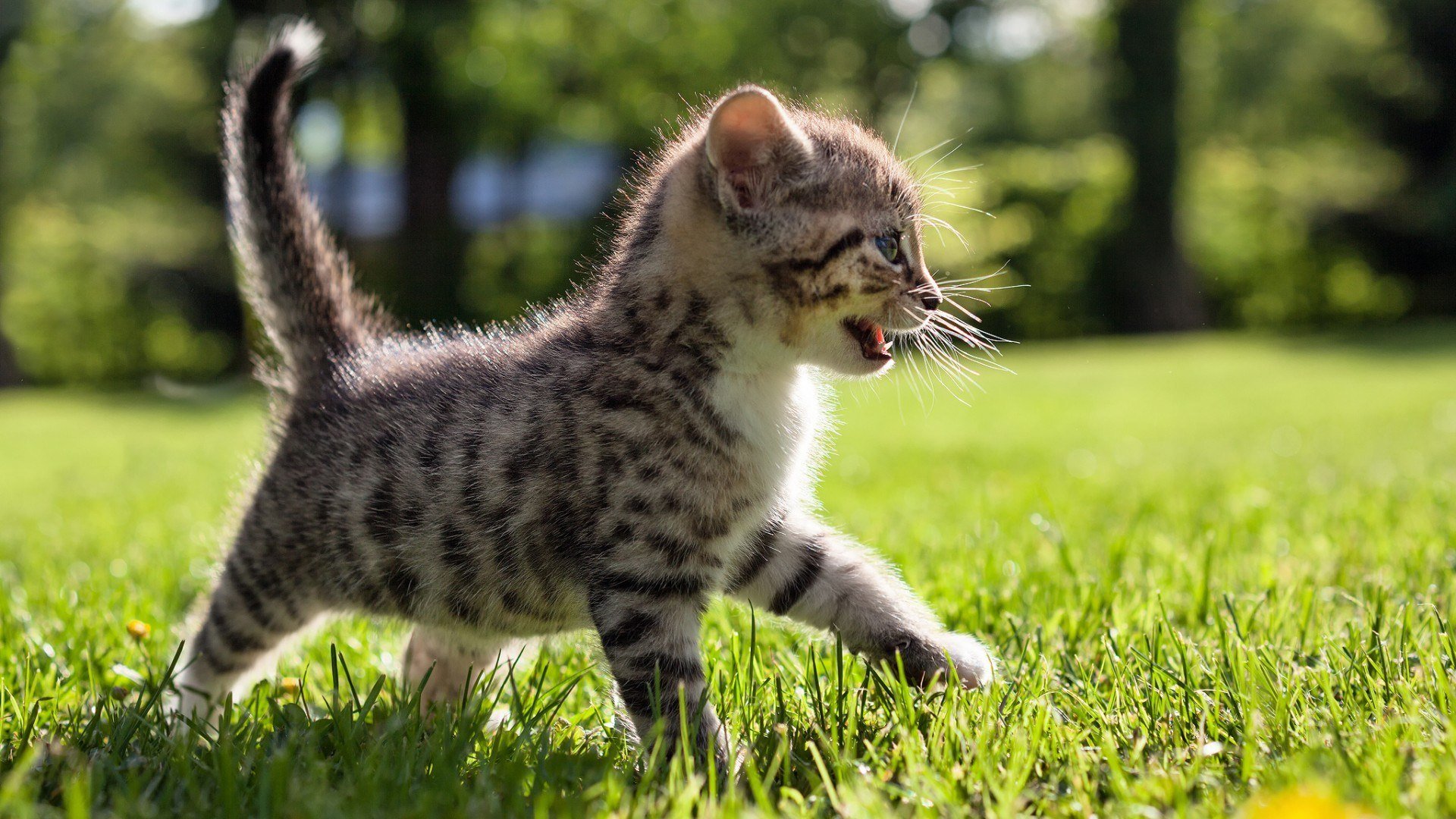 chat soleil été nature parc herbe tigre prédateur chaton été