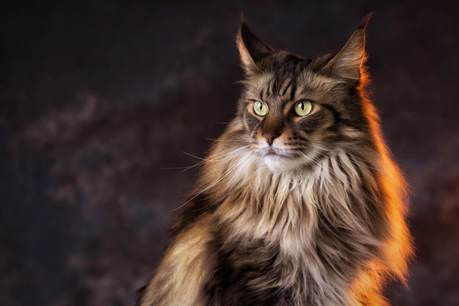 cat cat maine coon look background light